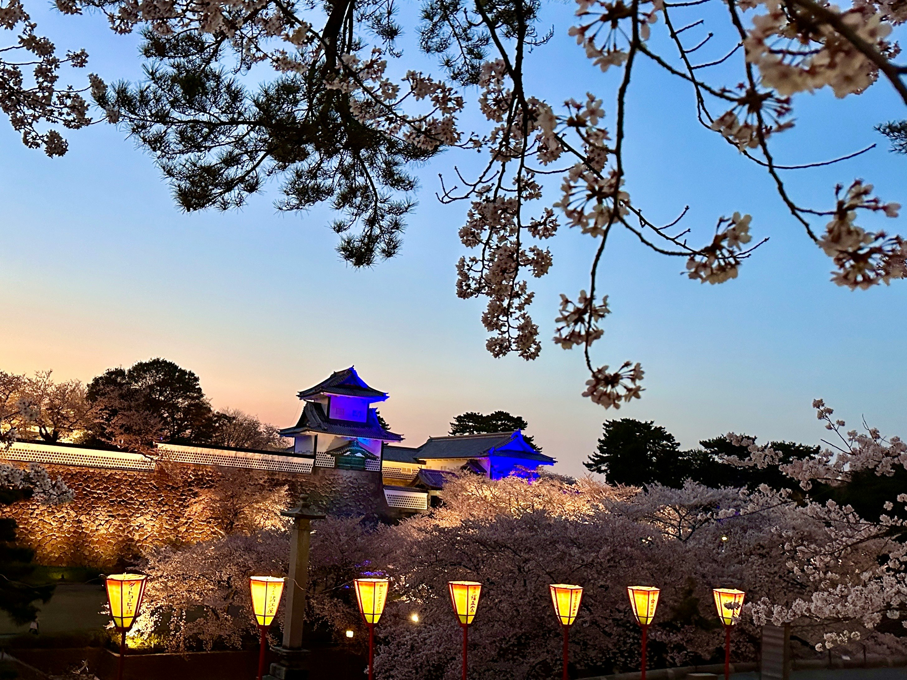 桜並木と石川門の夜景