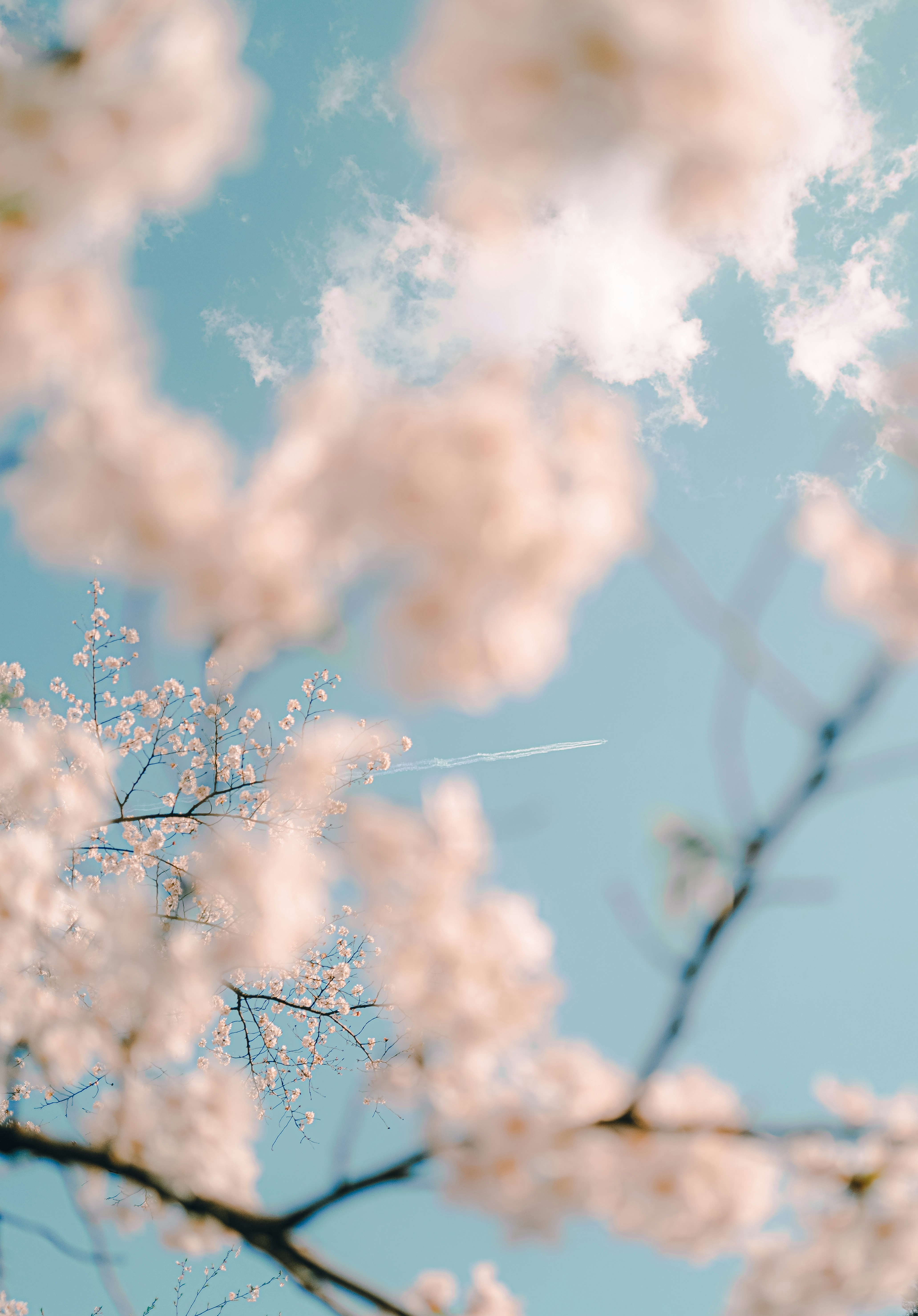 青空に映える桜の花びらと枝先