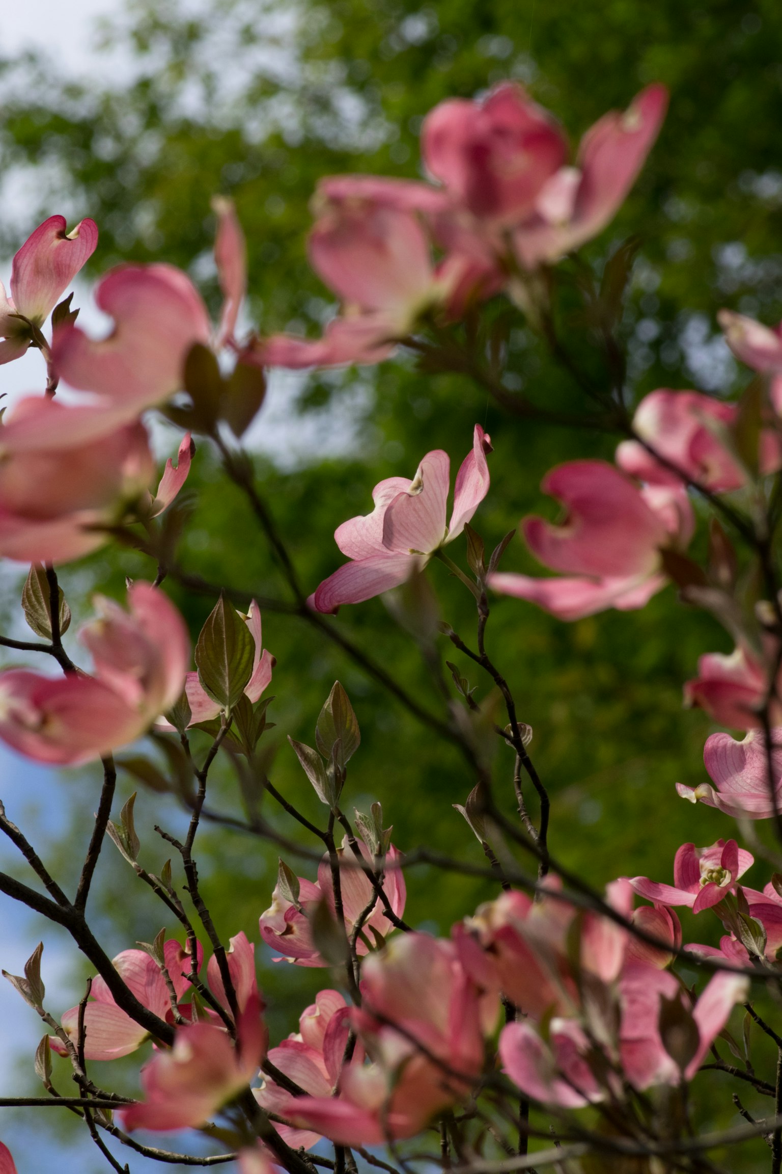 Rosa Blumen des Hartriegels vor grünem Hintergrund
