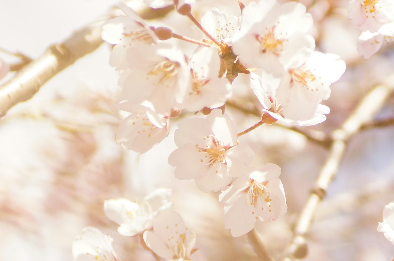 Gros plan de fleurs de cerisier sur une branche