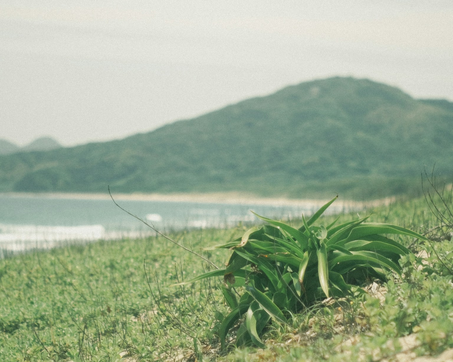 海邊綠色田野上的植物和遠處的山丘