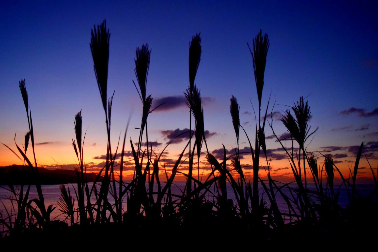 夕焼けを背景にしたシルエットの草