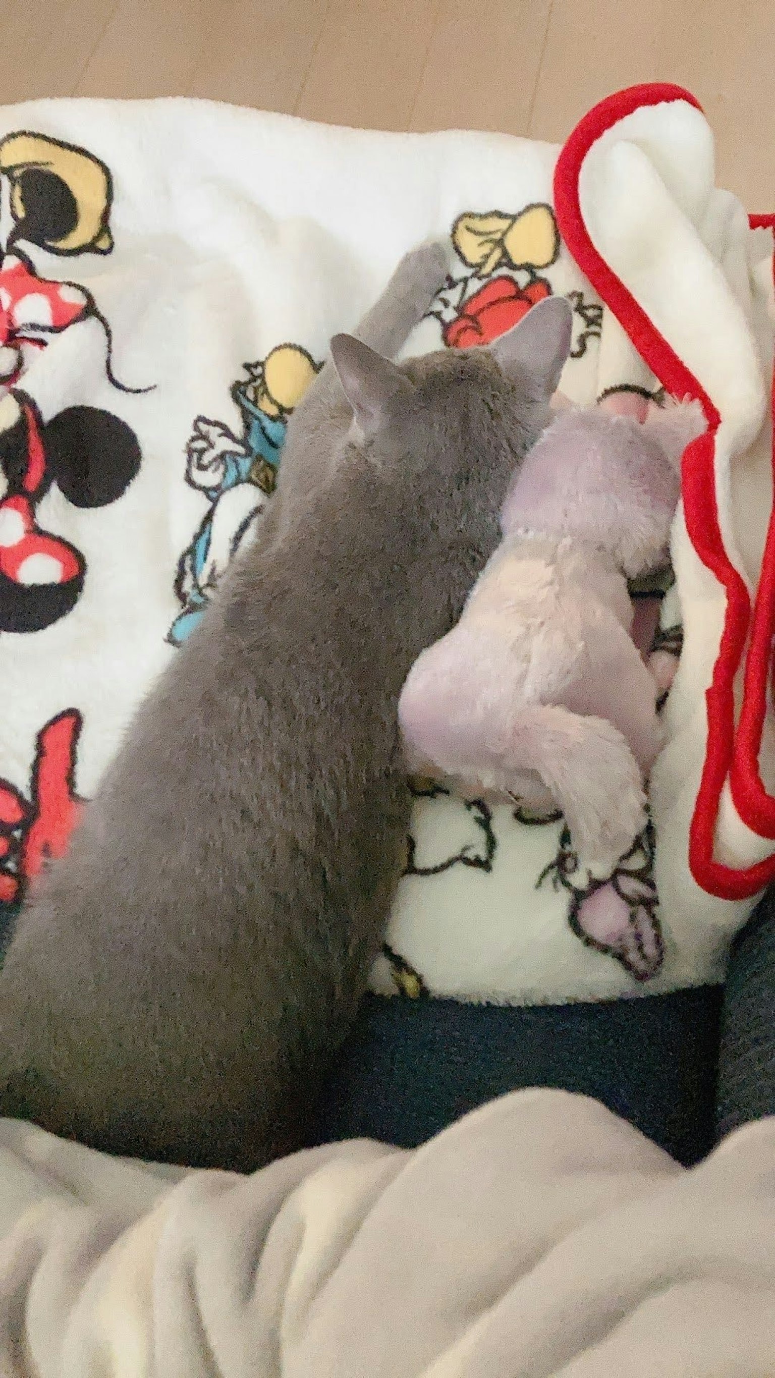 Chat gris blotti contre une peluche sur une couverture Mickey Mouse
