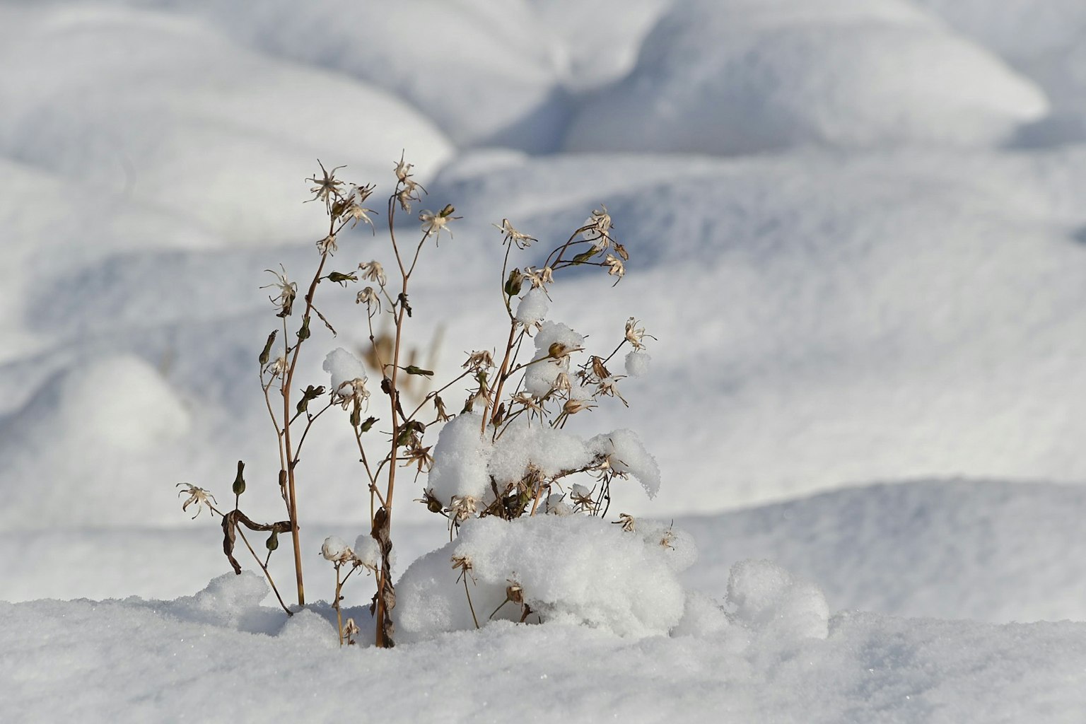 一小株干枯植物从一层雪中冒出