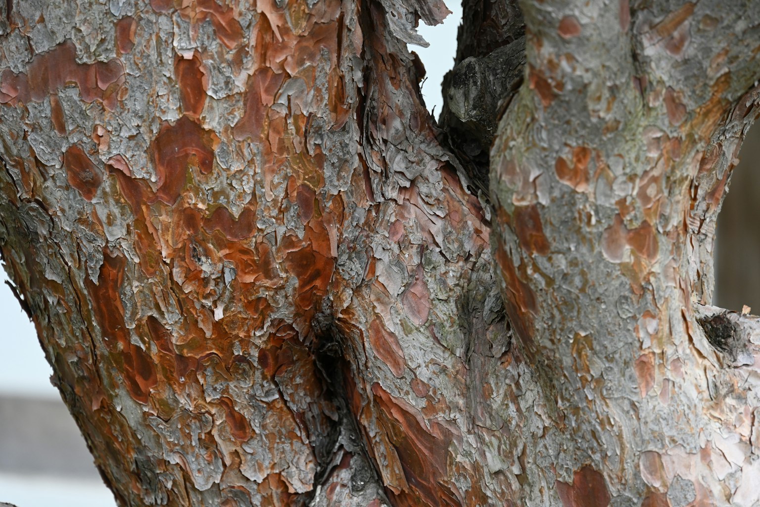 Close-up of a tree trunk showcasing unique textures and colors