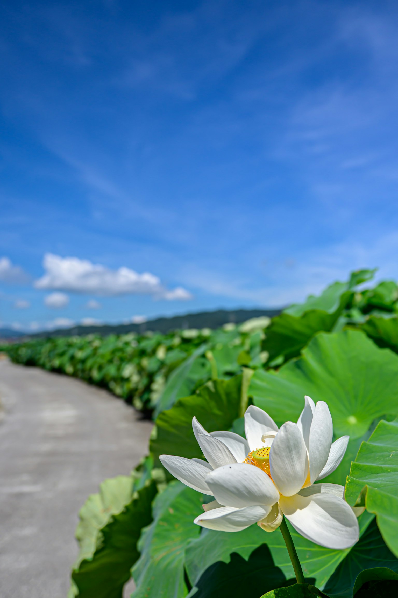 Flor de loto blanca floreciendo bajo un cielo azul con hojas verdes