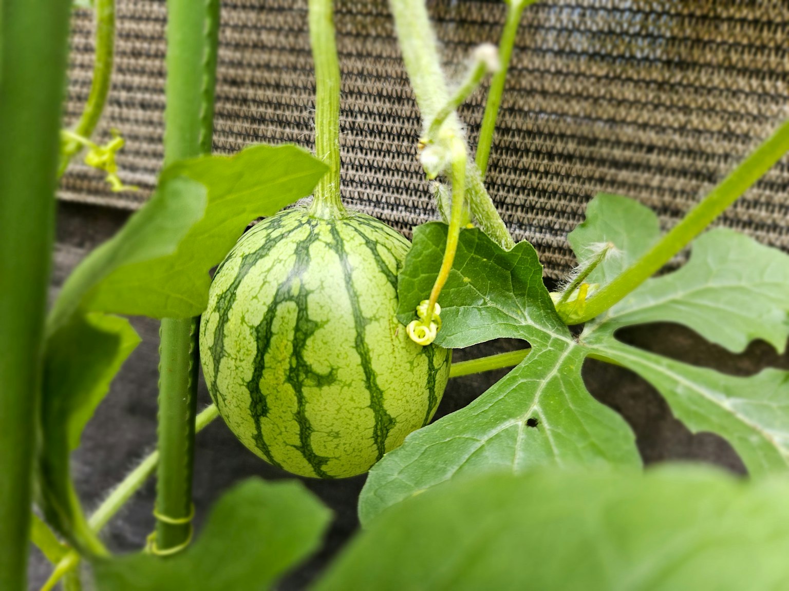 Eine kleine Wassermelone hängt zwischen grünen Blättern