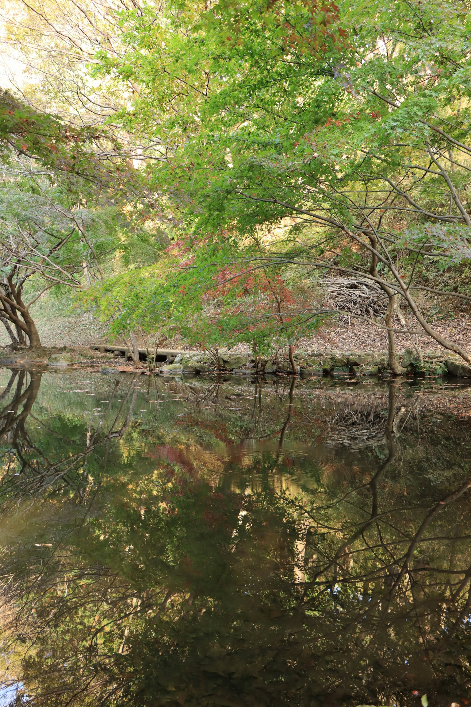 Ruhiger Fluss mit üppigen grünen Bäumen, die sich im Wasser spiegeln