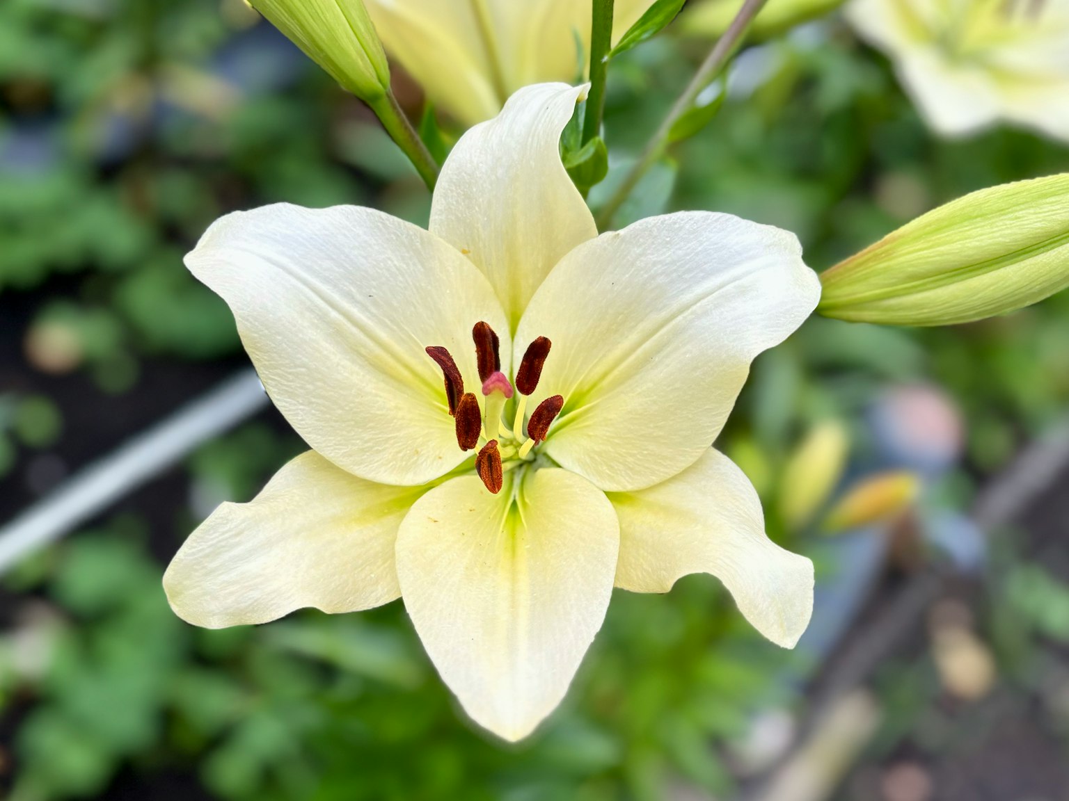 一朵美麗的白色百合花盛開