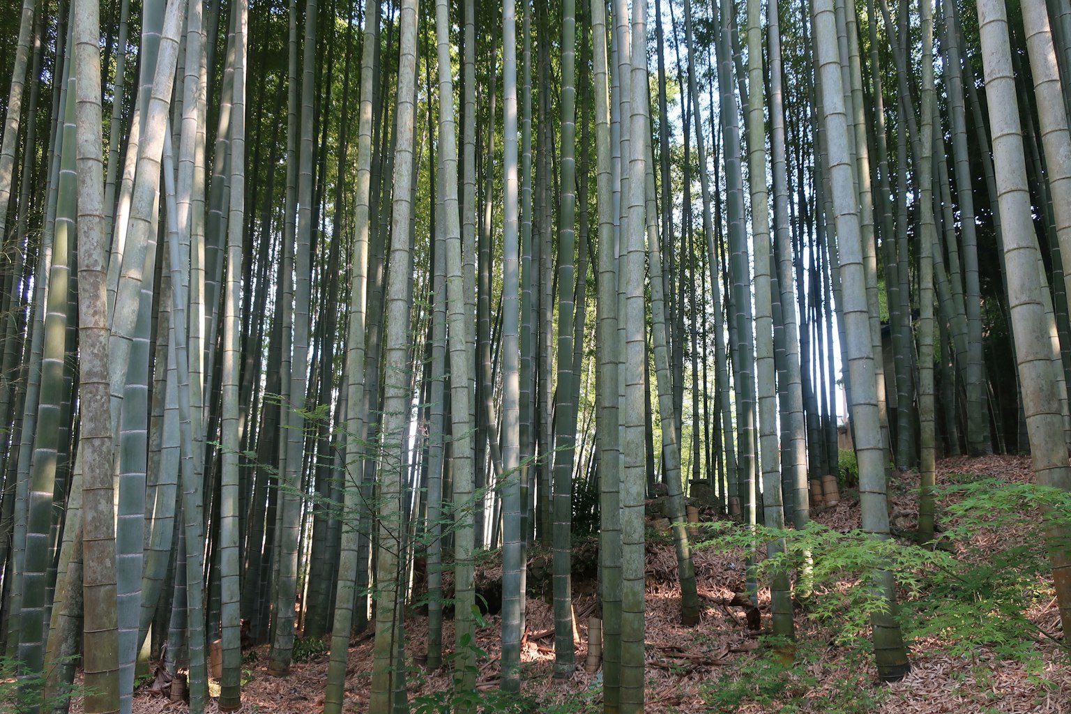 Alti steli di bambù in una foresta verde lussureggiante
