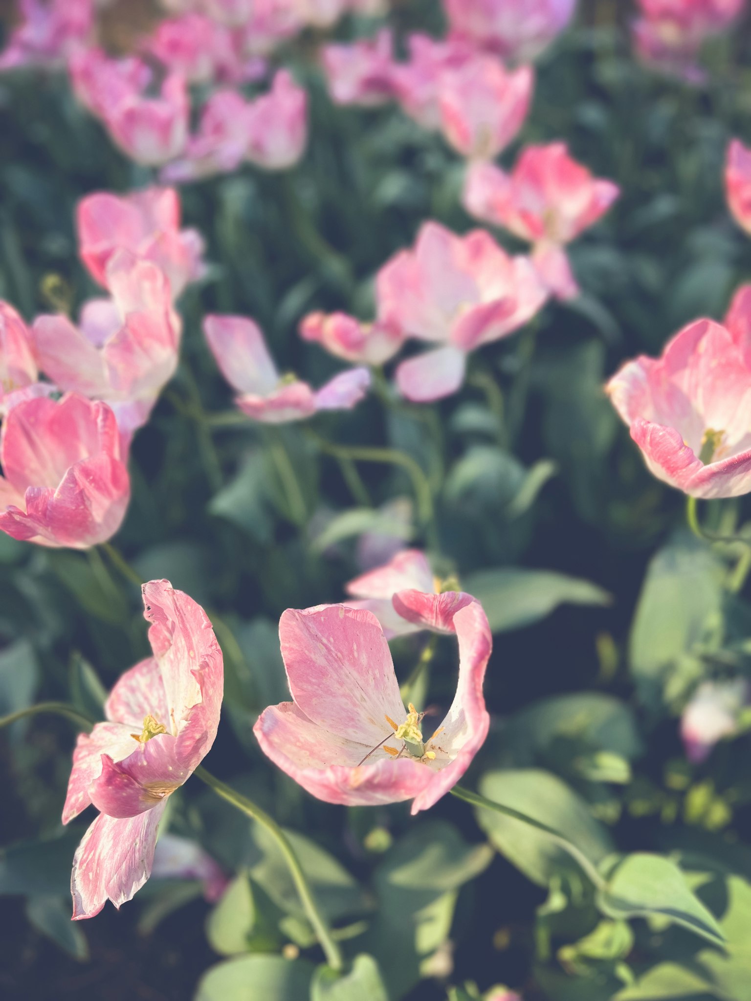 Field of blooming pink tulips