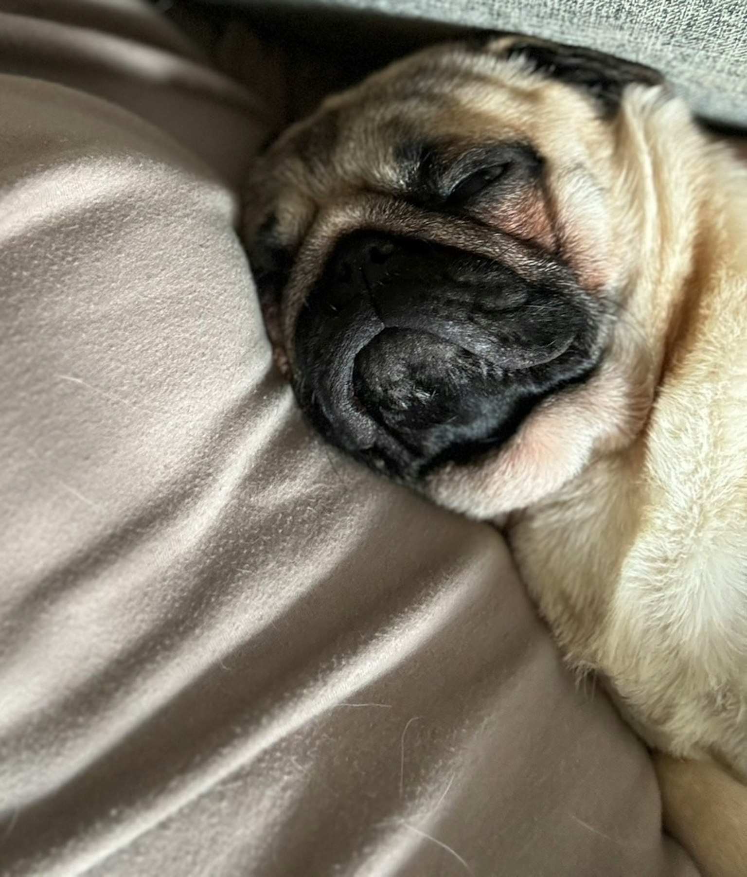 Chó pug đang ngủ trên gối mềm