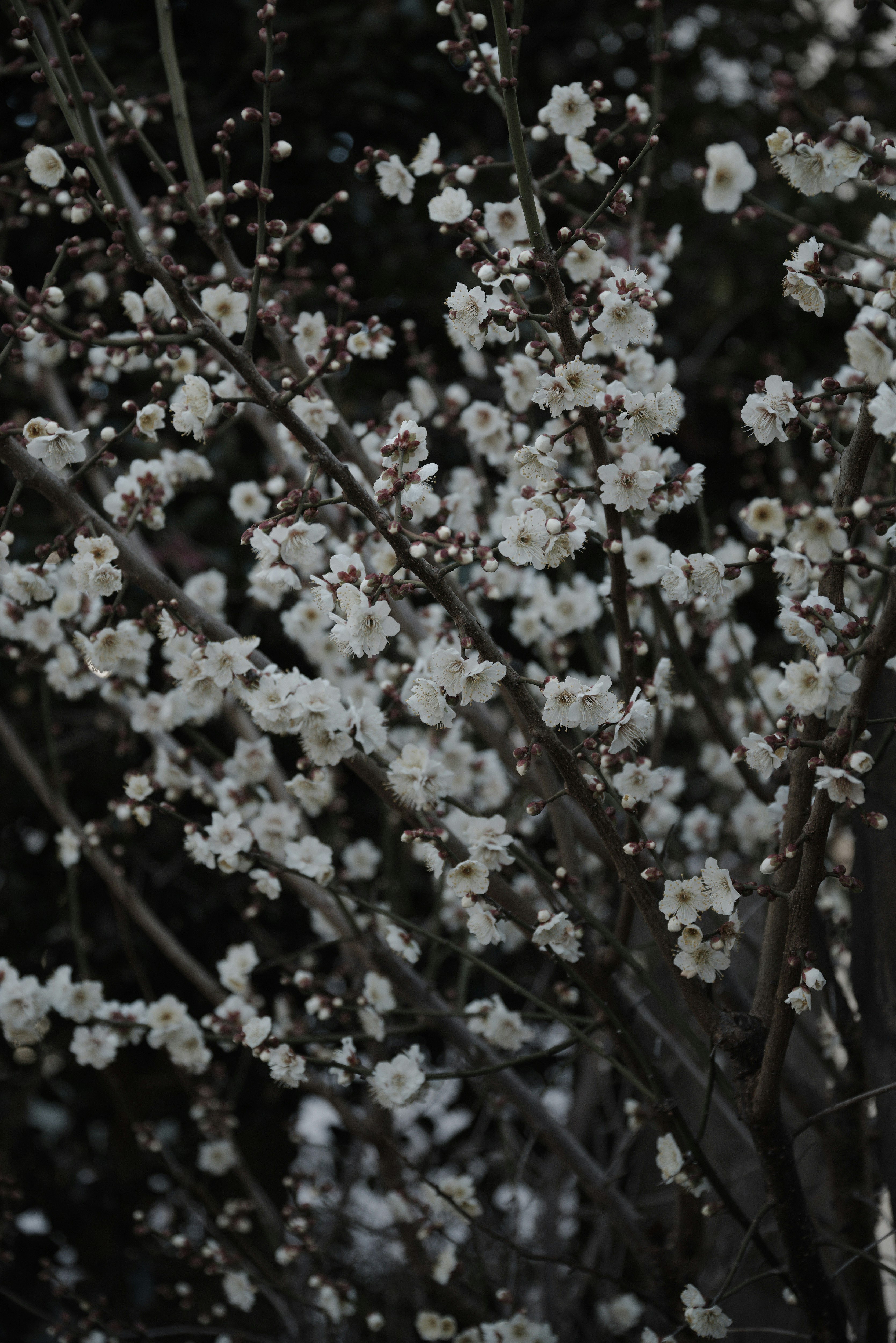 梅花枝头的特写