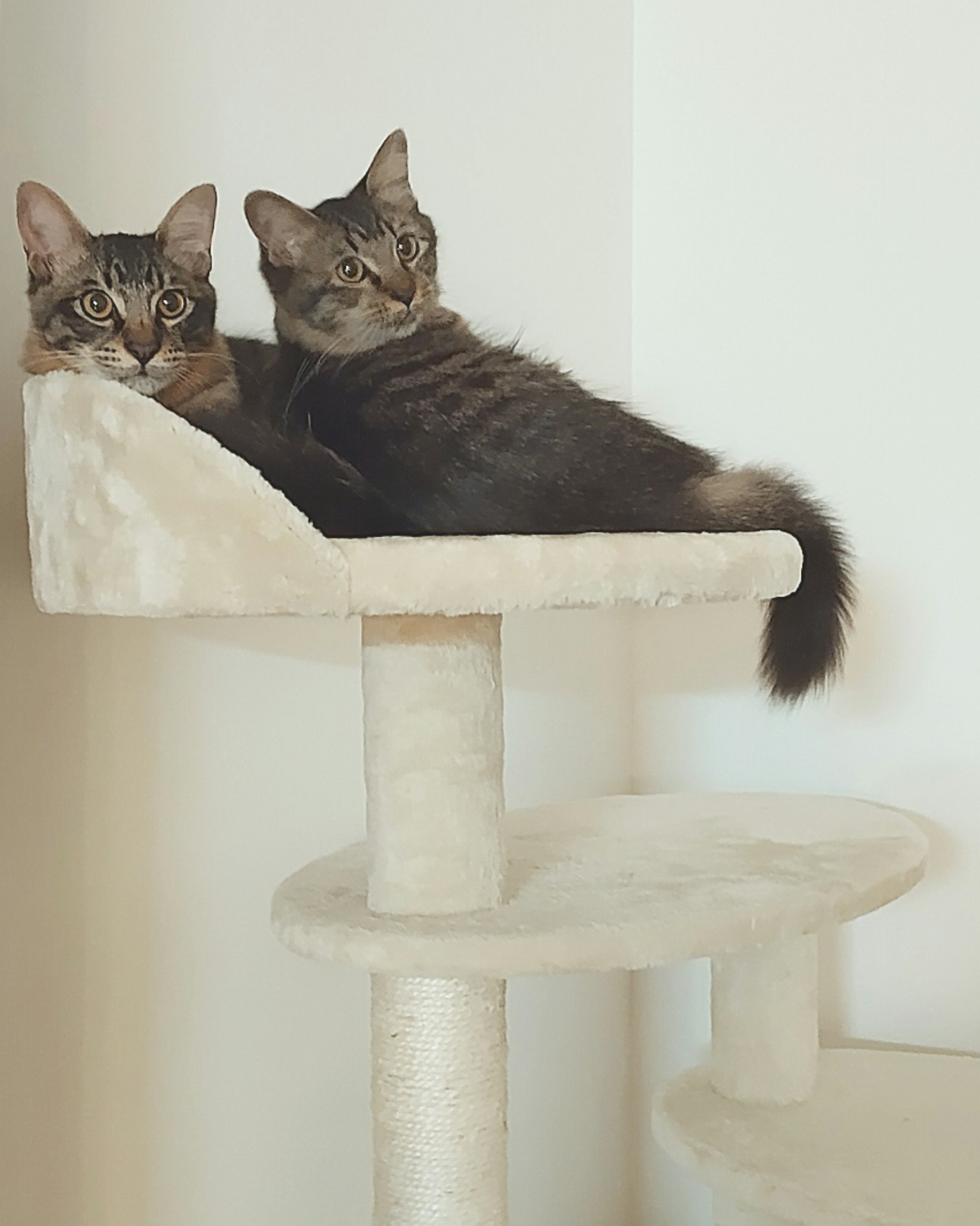 Two cats lounging together on a cat tree