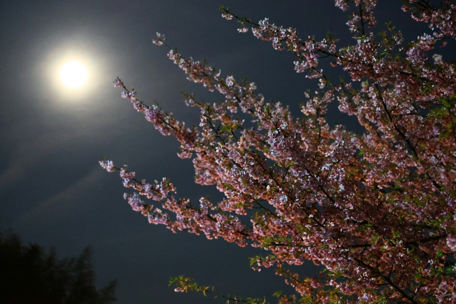 Rami di ciliegio illuminati dalla luce della luna