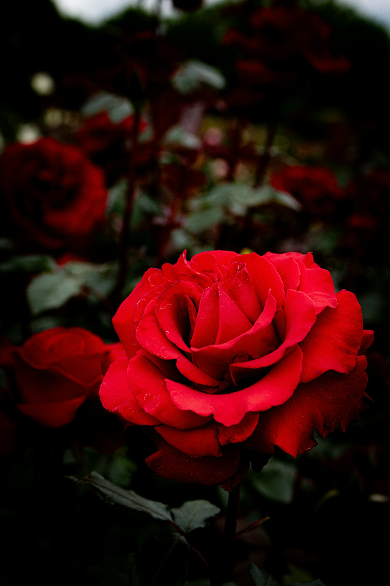Lebendige rote Rose hebt sich vor einem dunklen Hintergrund ab