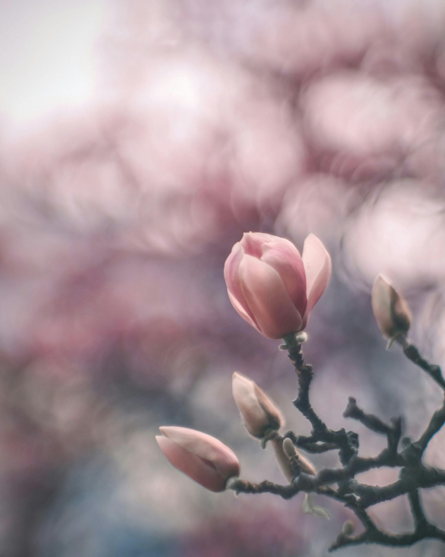Cận cảnh cành với nụ hoa magnolia màu hồng nhạt