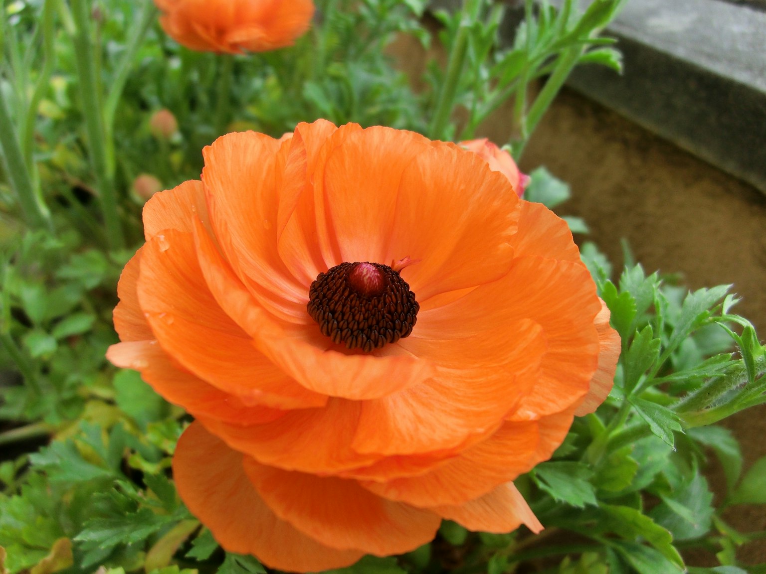 Flor de ranúnculo naranja vibrante floreciendo en un jardín