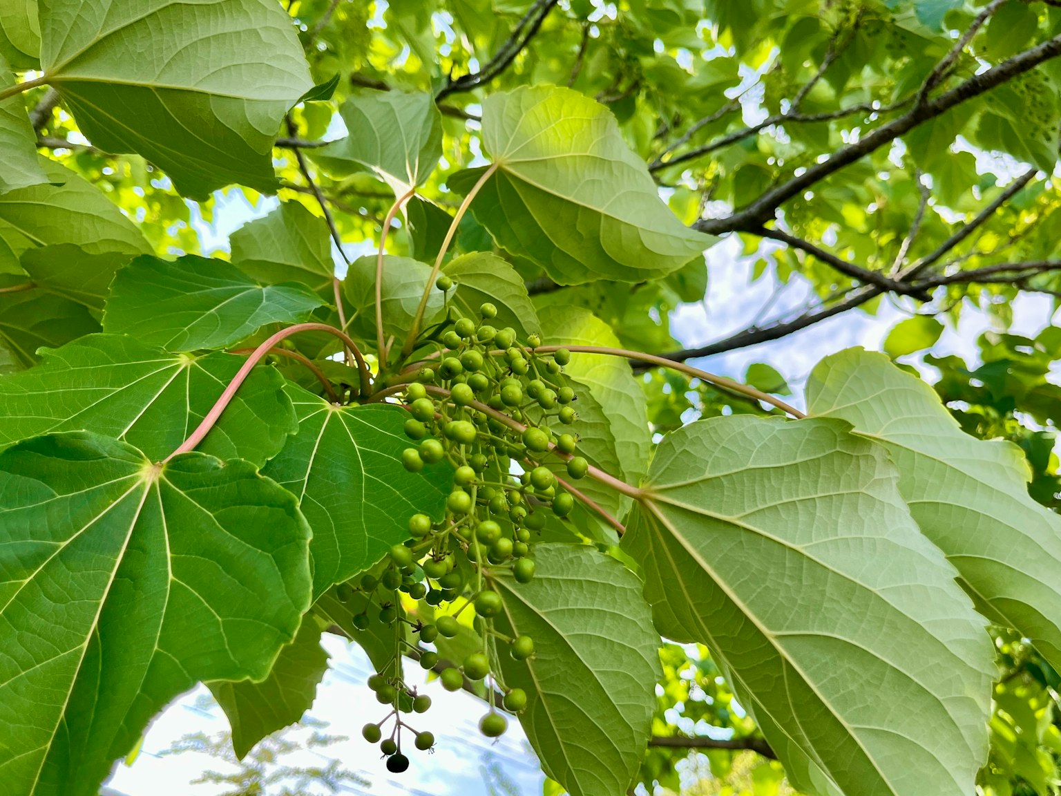 特寫樹枝與綠色葉子和小漿果