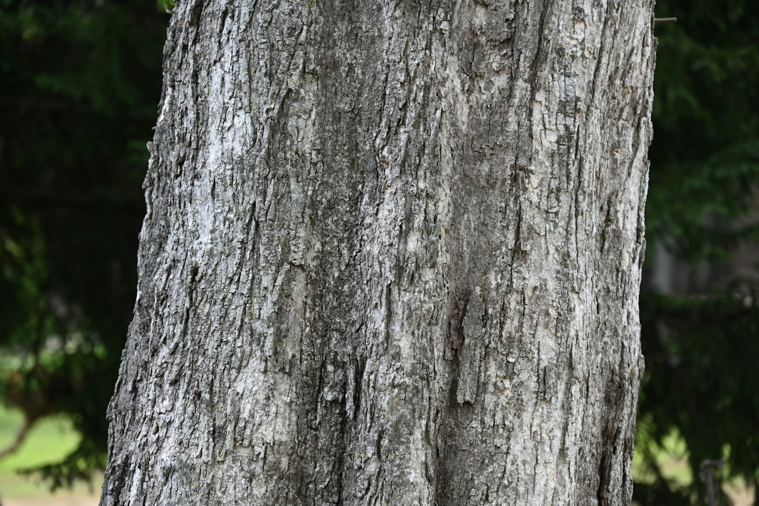 Textura y color detallados de un tronco de árbol
