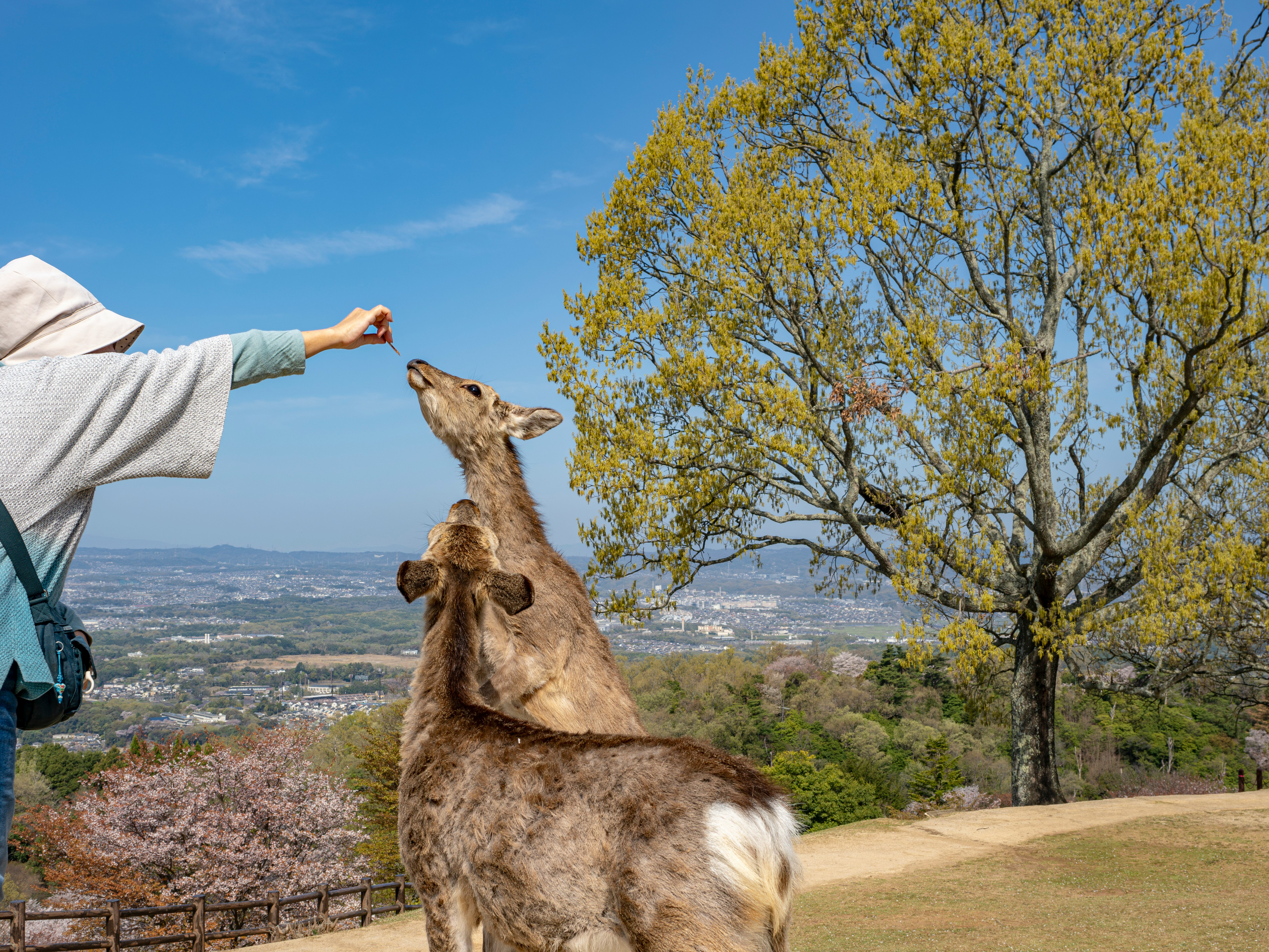 Une personne tendant des shika senbei à un cerf au sommet du mont Wakakusa