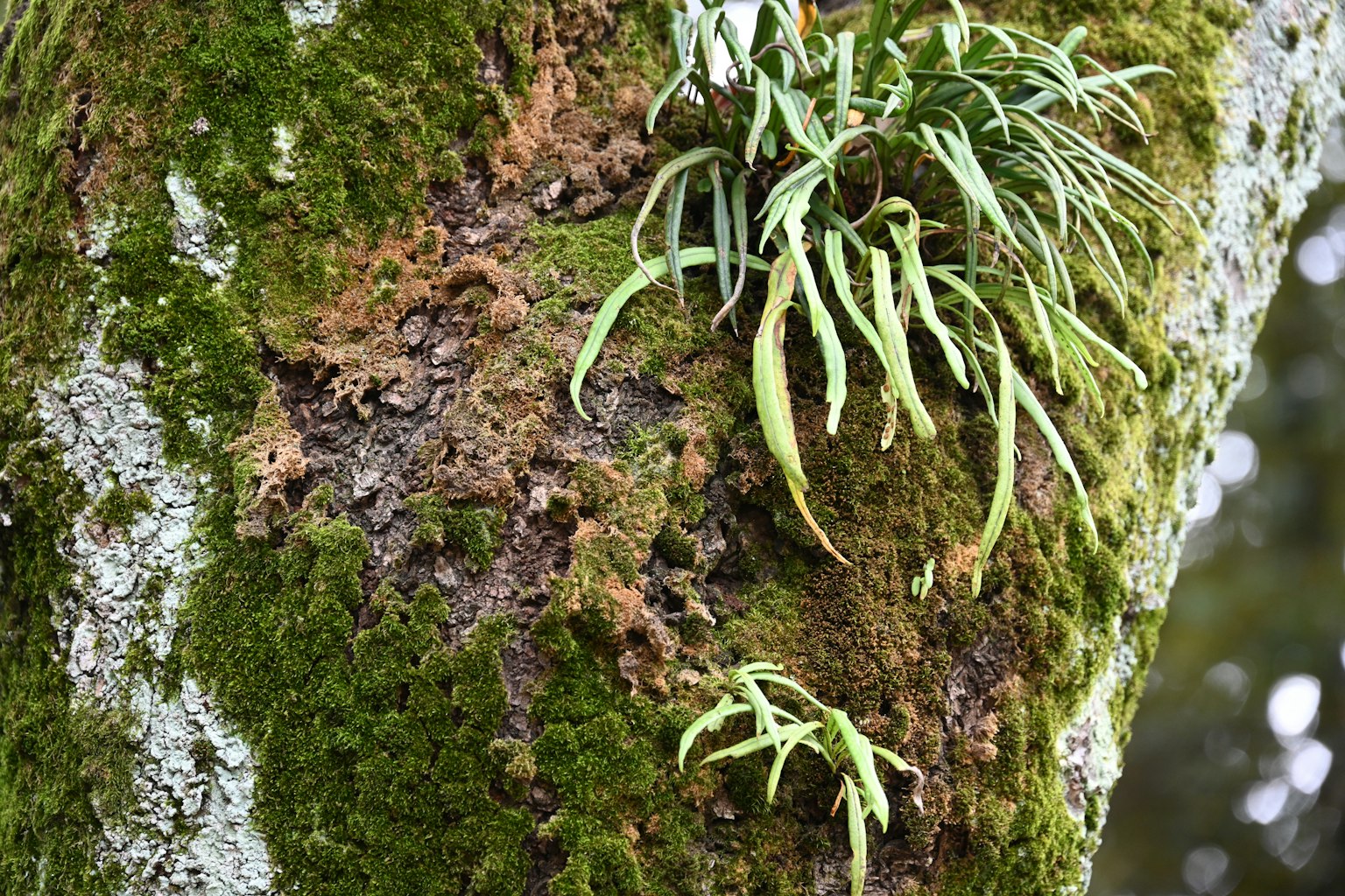 Close-up of green plants and moss on a tree trunk