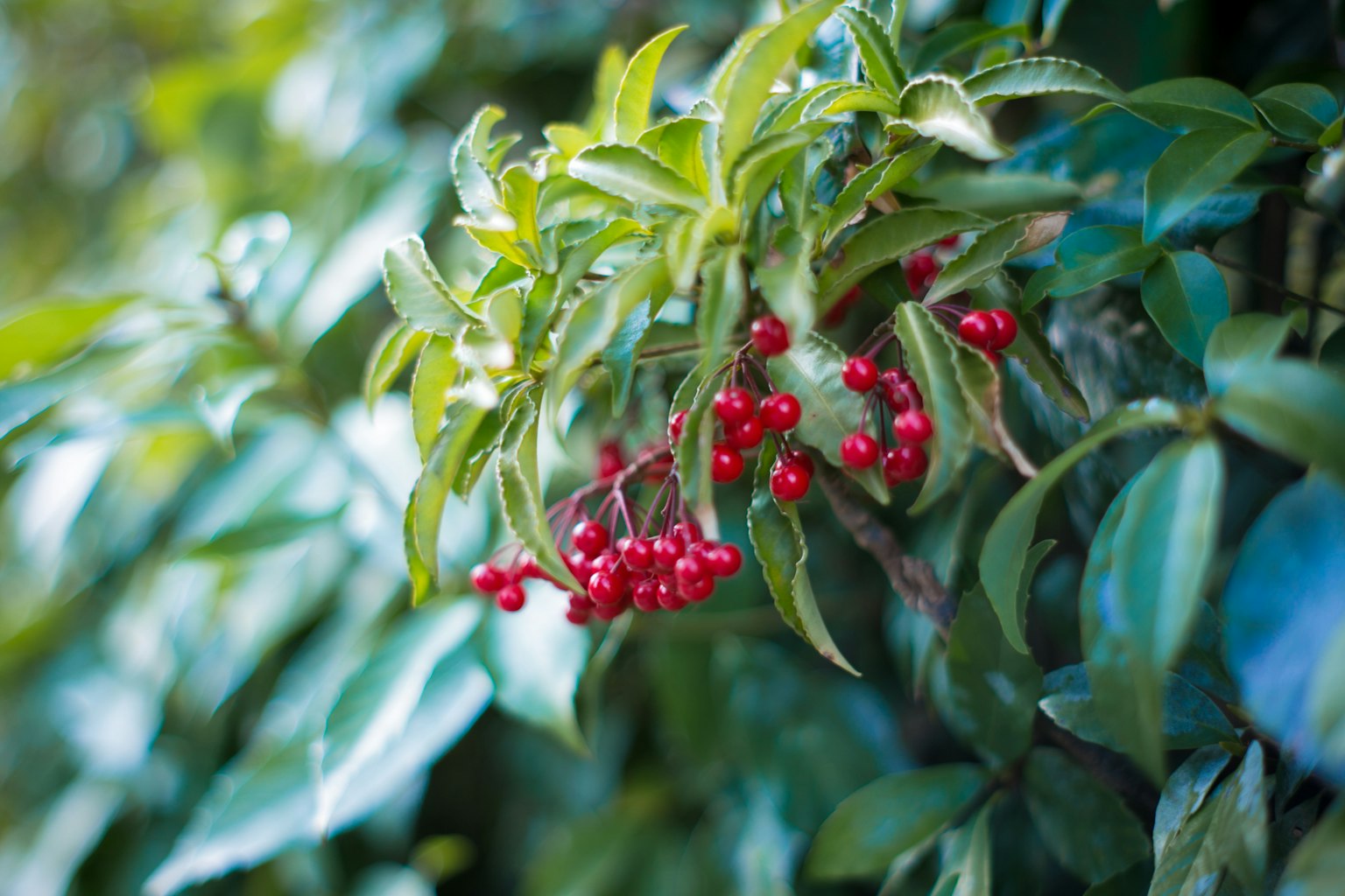 Close-up of a plant with red berries and green leaves