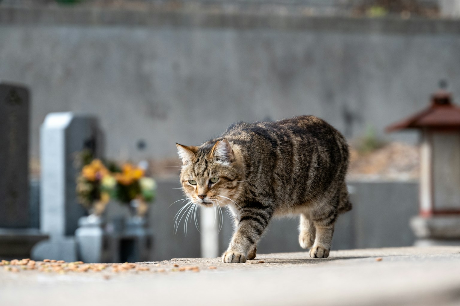 Un gato caminando en un cementerio con rayas marrones distintivas
