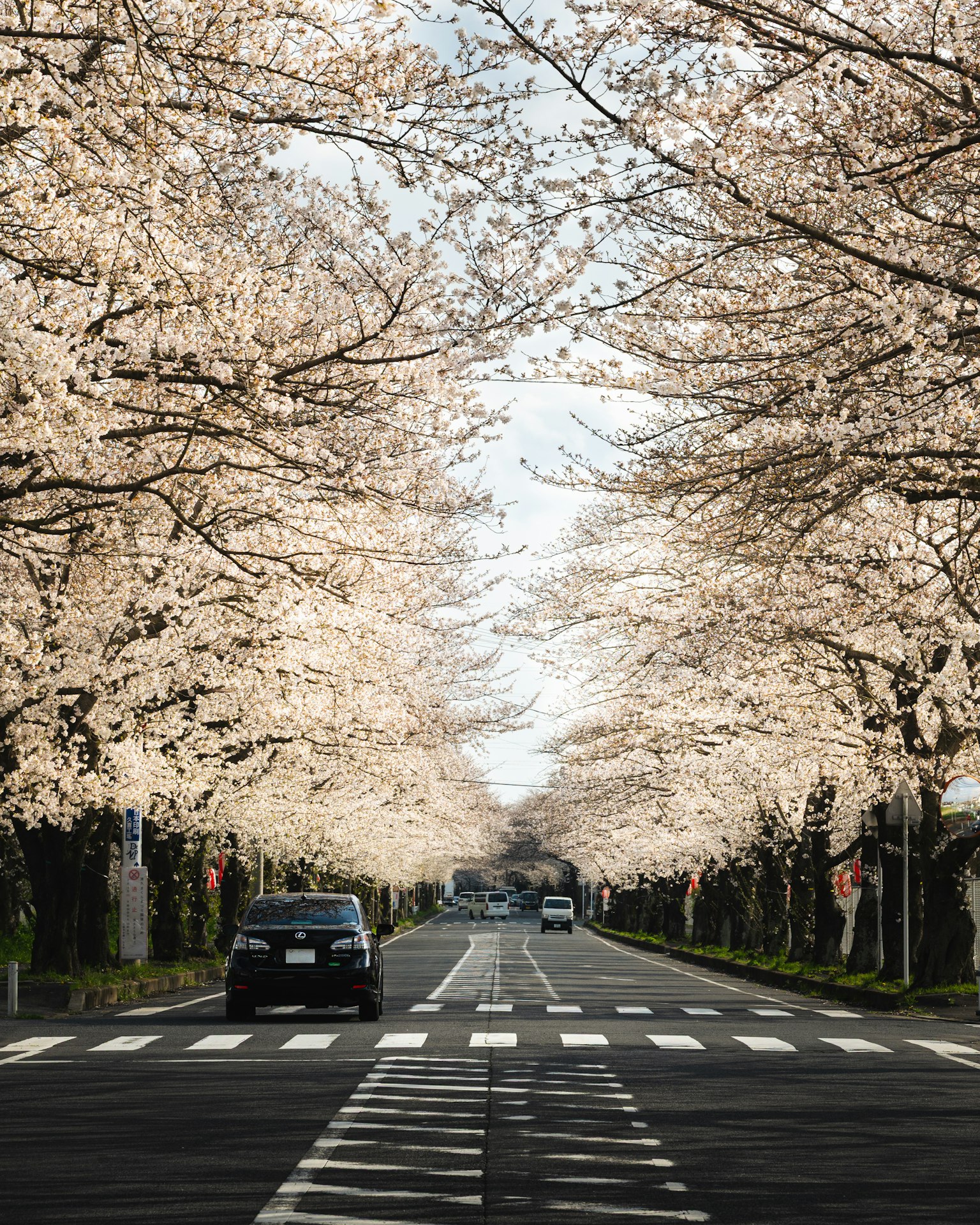 Vista panoramica di una strada fiancheggiata da alberi di ciliegio auto che passano sotto la luce solare brillante