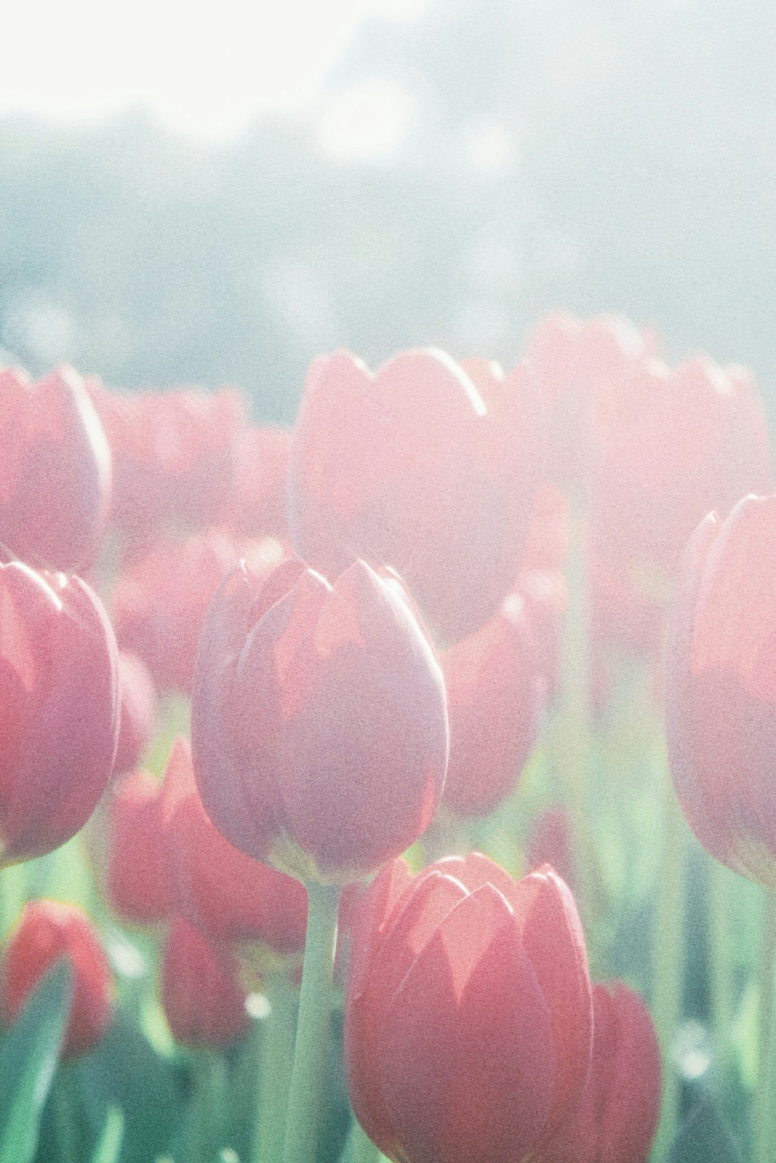 Un grupo de tulipanes rojos floreciendo en luz suave