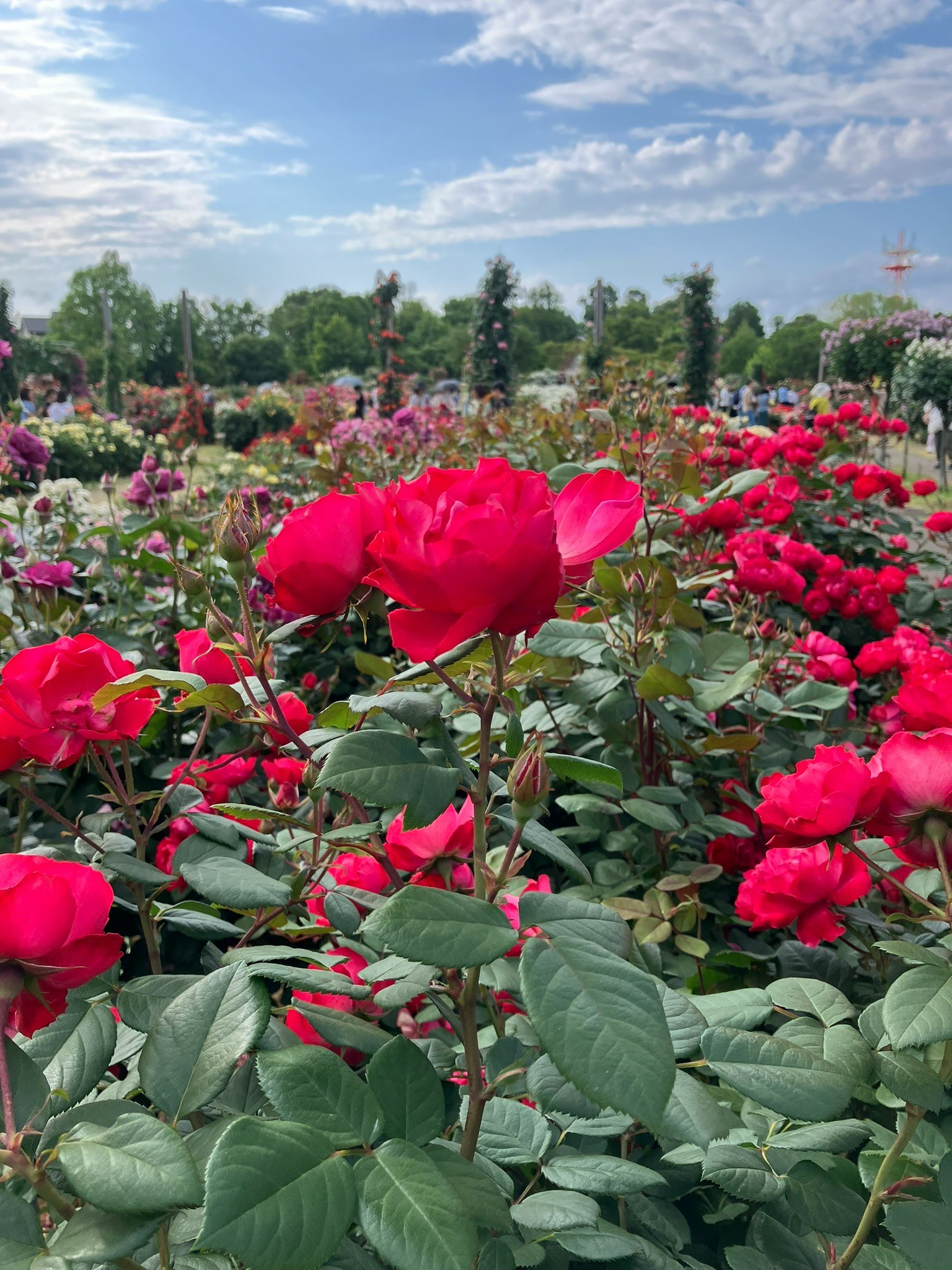 京成ローズガーデンのバラが咲き誇る花畑