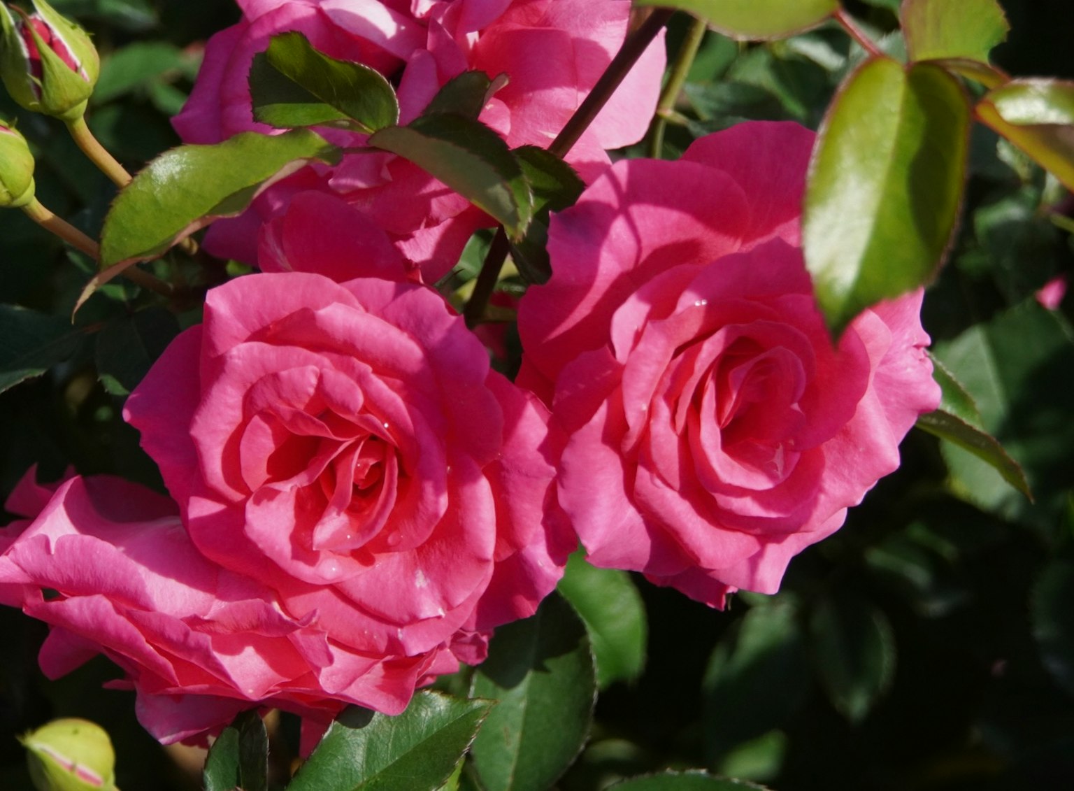 Vibrant pink roses surrounded by green leaves