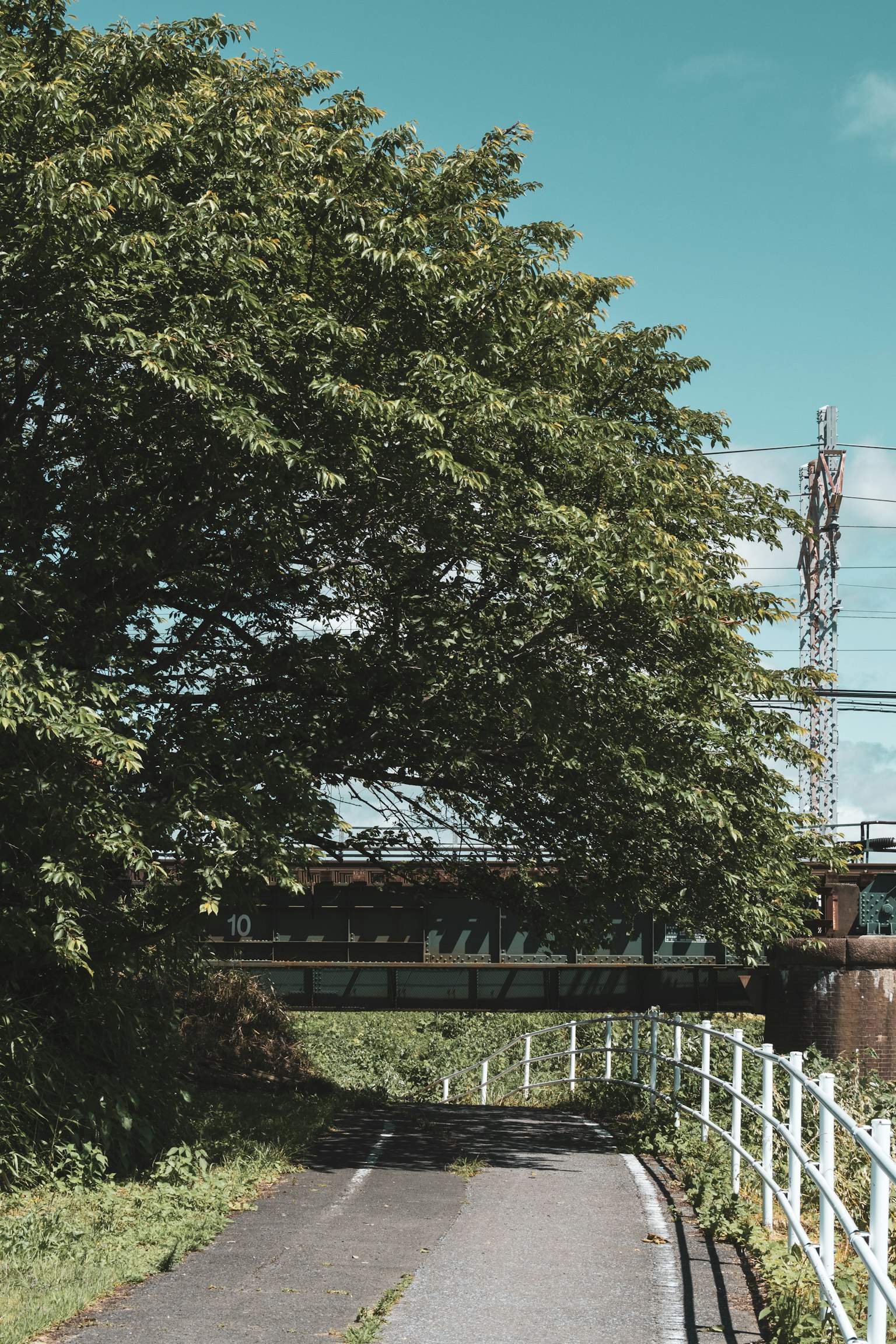 Scenic path with a large green tree and white fence