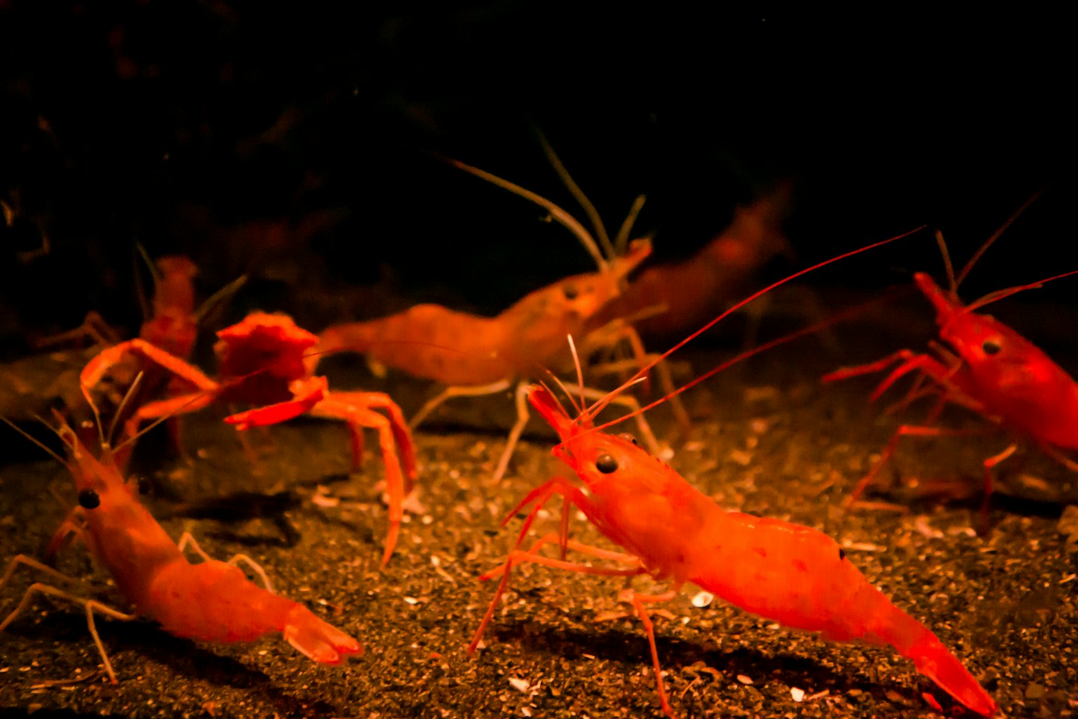 Sekelompok udang berenang di bawah air dengan udang merah dan oranye di dasar berpasir
