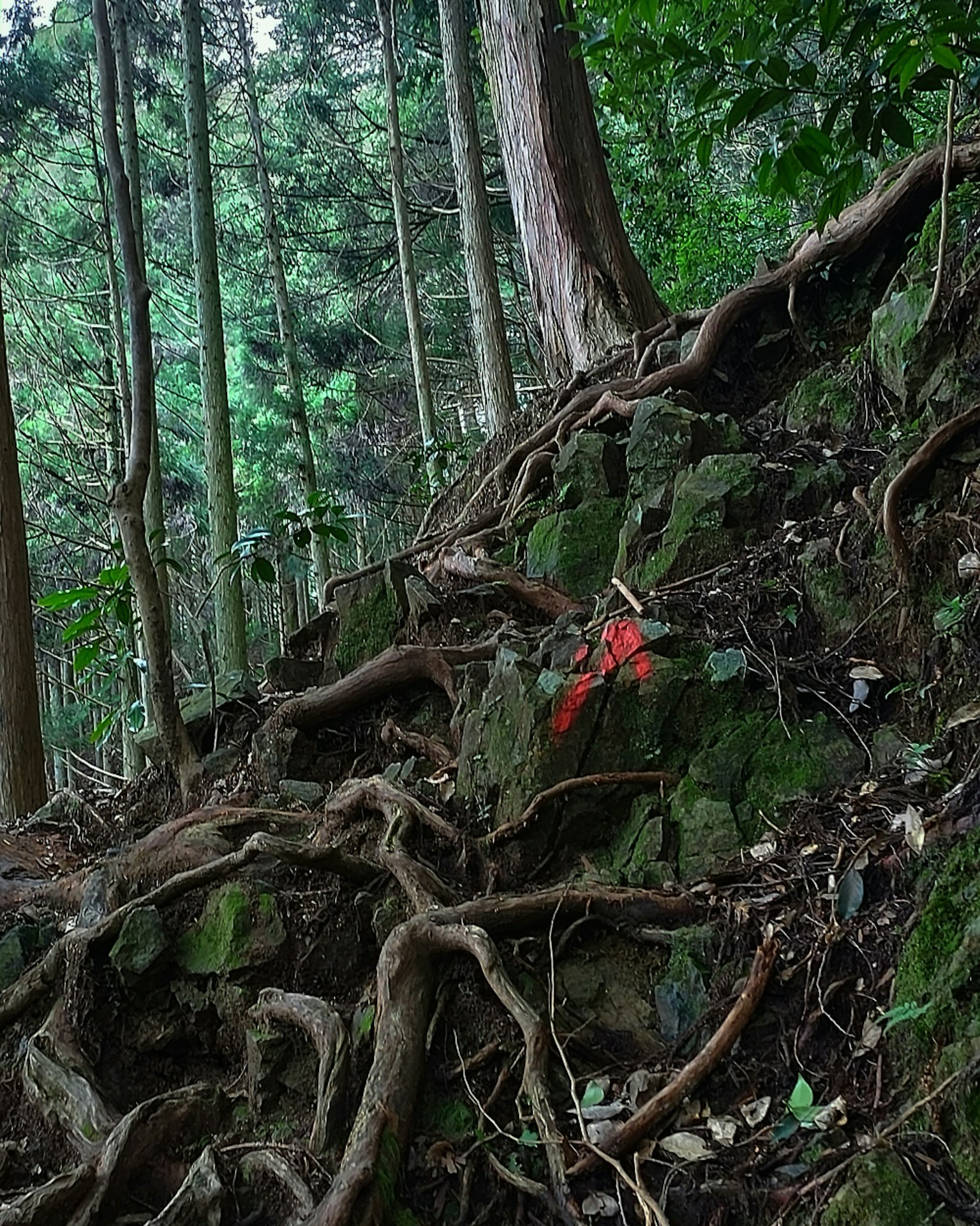 Vue pittoresque de rochers et de racines dans une forêt verdoyante avec un marquage rouge