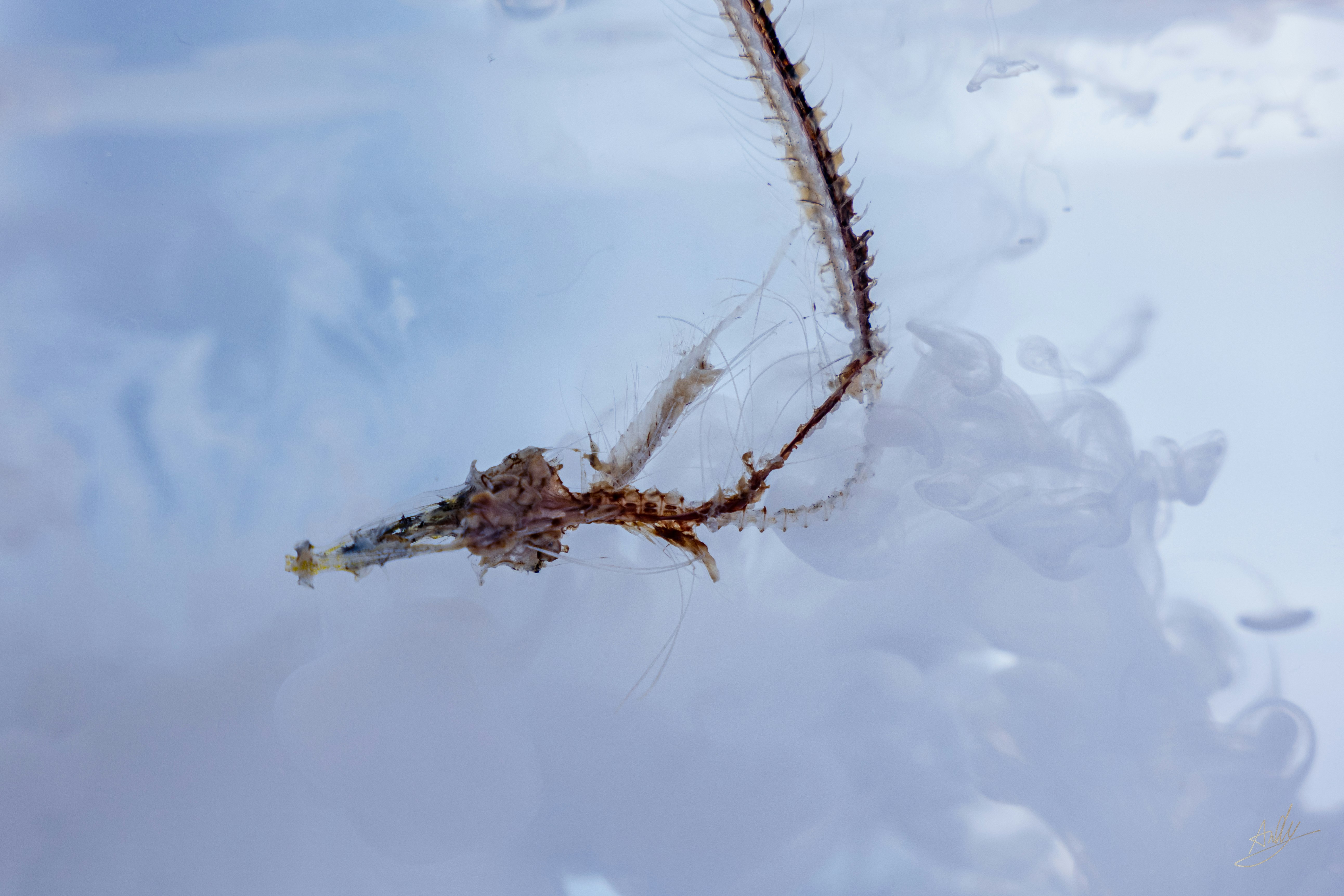 雪地上的枯枝与小昆虫残留