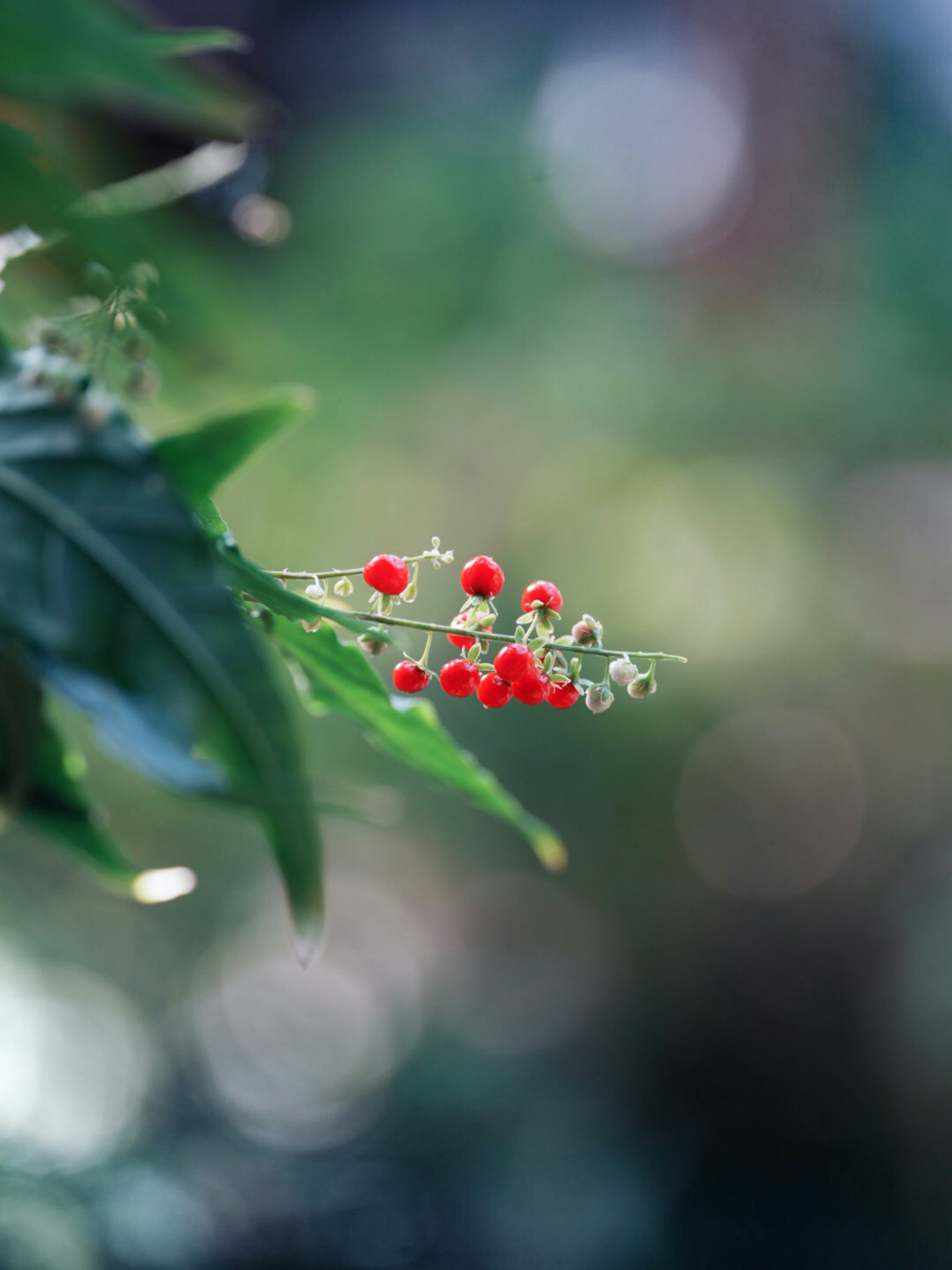 Primo piano di una pianta con bacche rosse tra foglie verdi