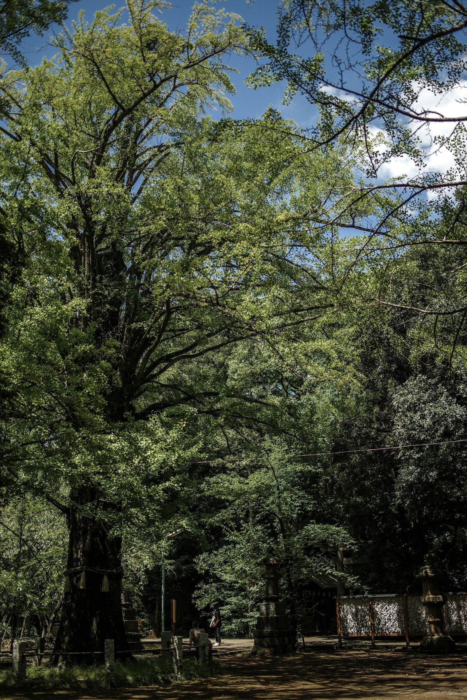 Grand arbre entouré de verdure luxuriante et ciel bleu