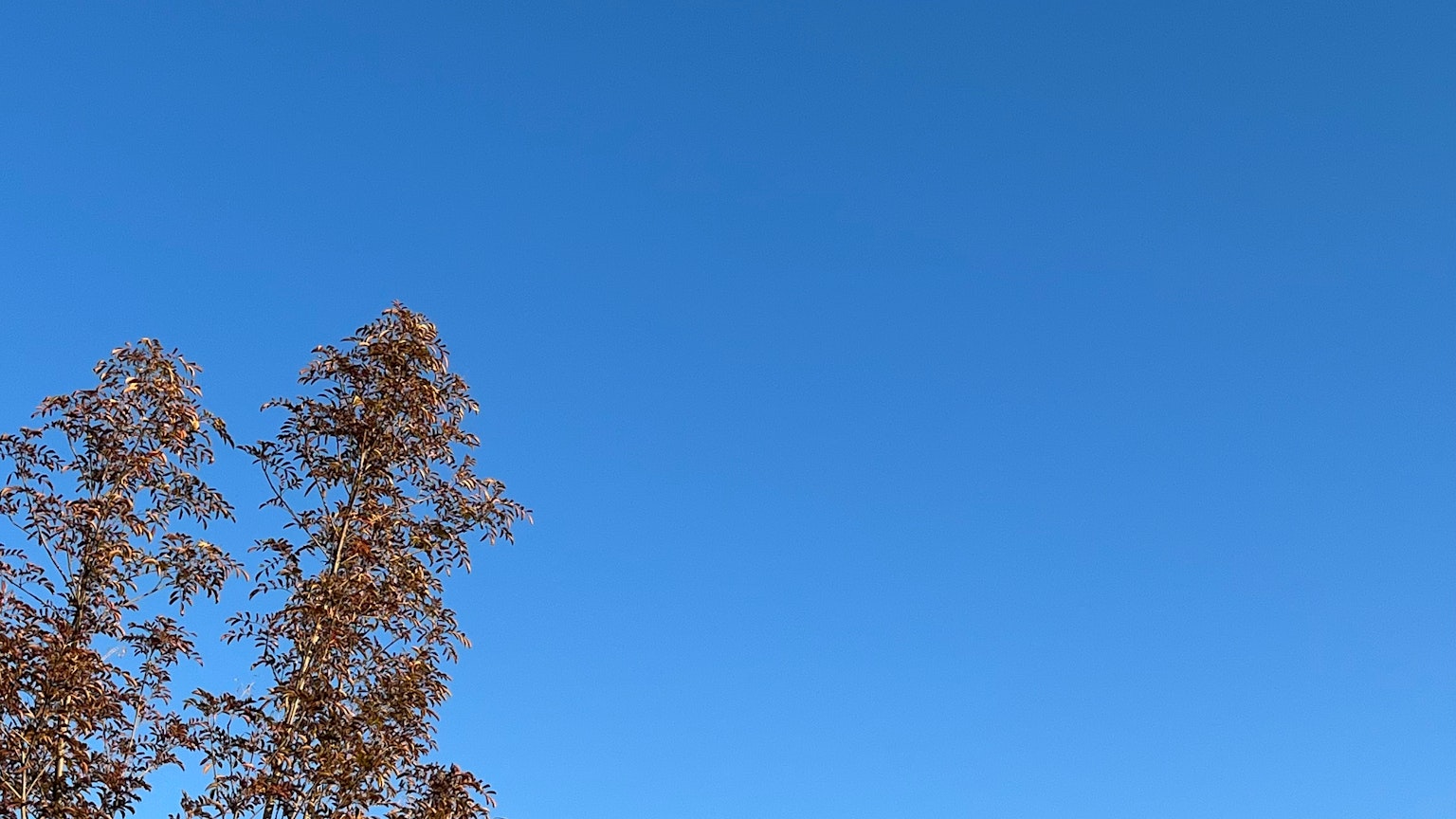 蓝天背景下的光秃树枝的简单风景