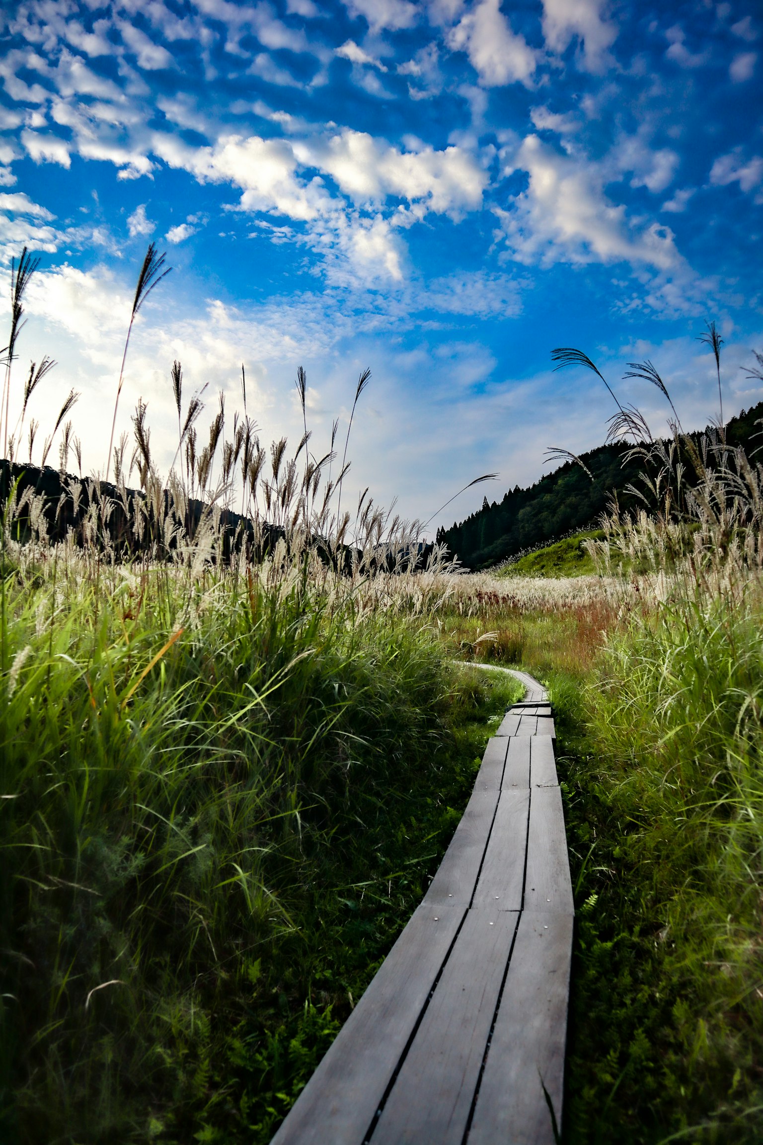 A wooden pathway winding through tall grass under a blue sky with clouds
