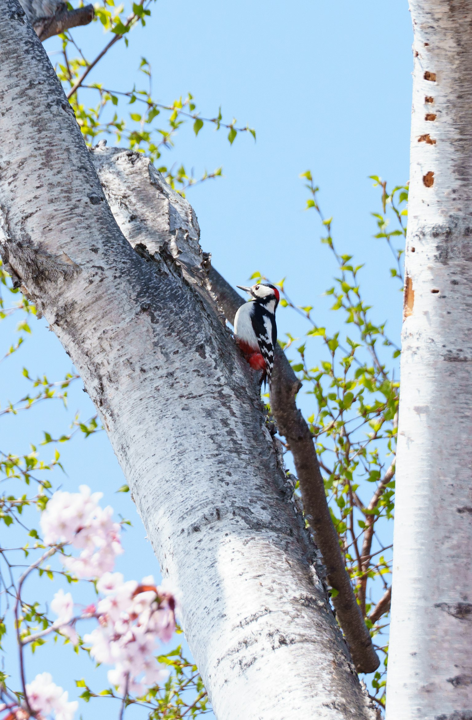 Pájaro carpintero posado en un árbol con cielo azul brillante y hojas verdes frescas