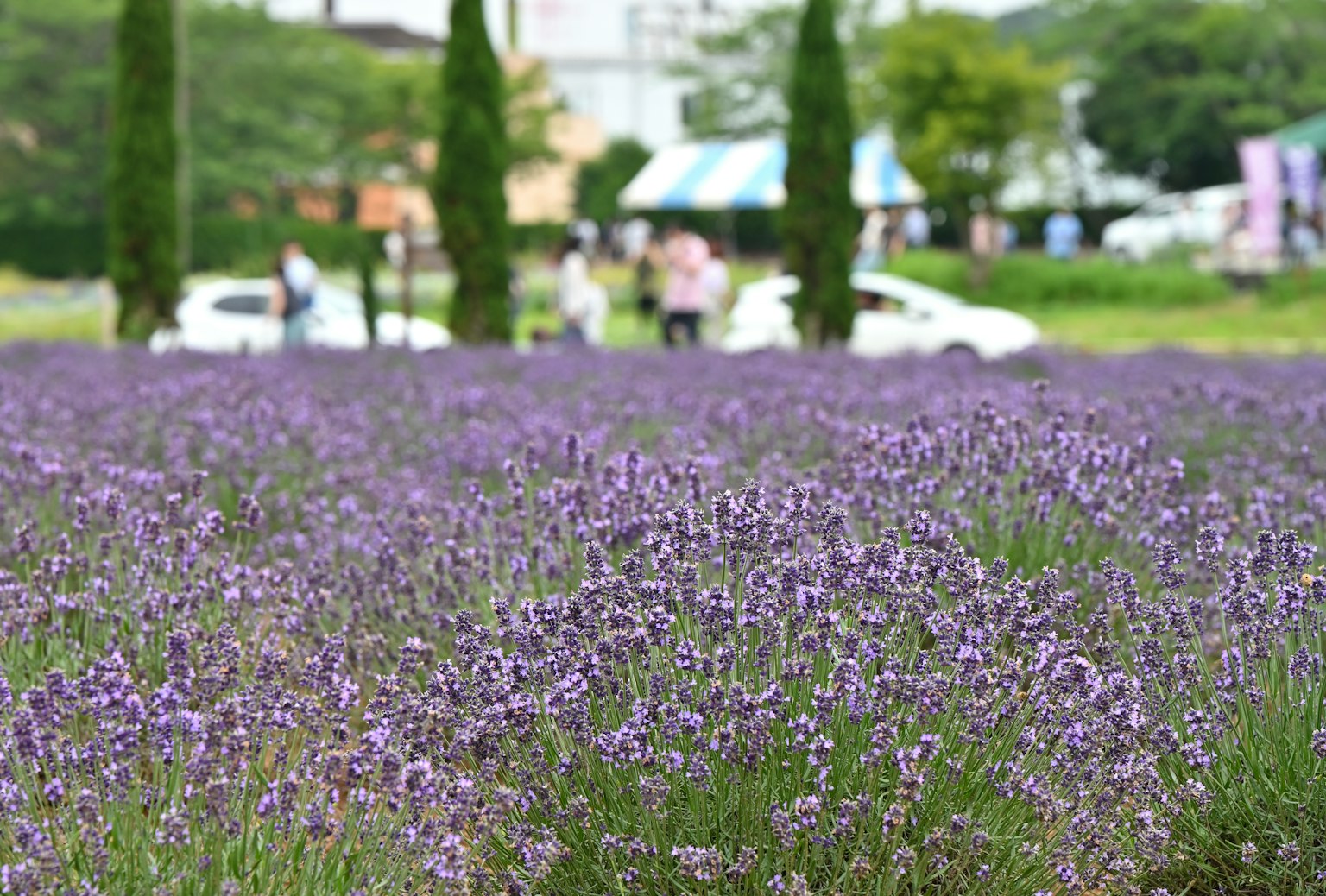 Field of purple lavender flowers in the foreground with people and cars in the background