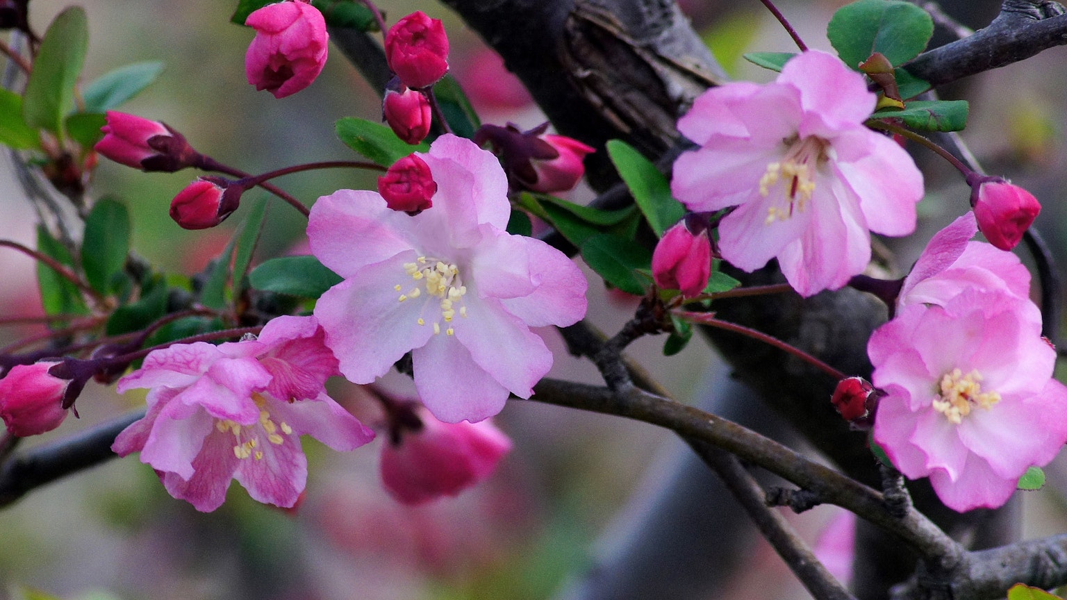 Cận cảnh hoa anh đào và nụ trên cành