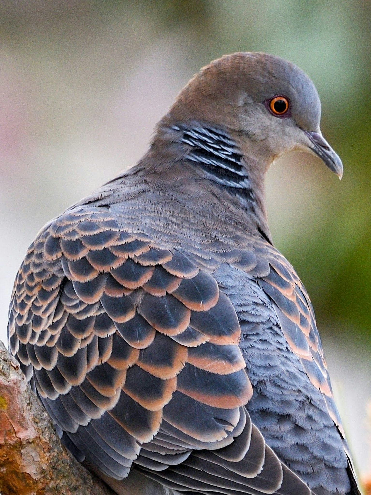 Close-up image of a pigeon showcasing its intricate feather patterns