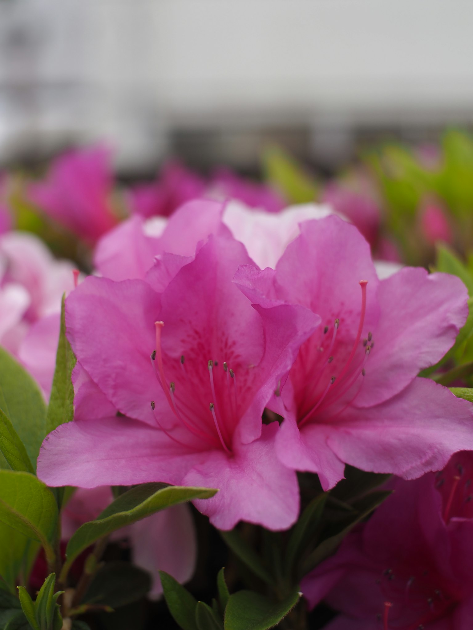 Primo piano di fiori di azalea rosa vivaci in fiore