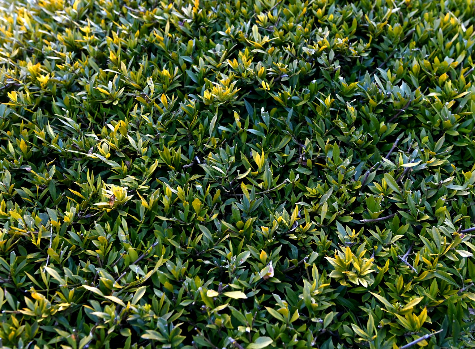 Kedekatan daun hijau yang padat dengan sedikit kuning