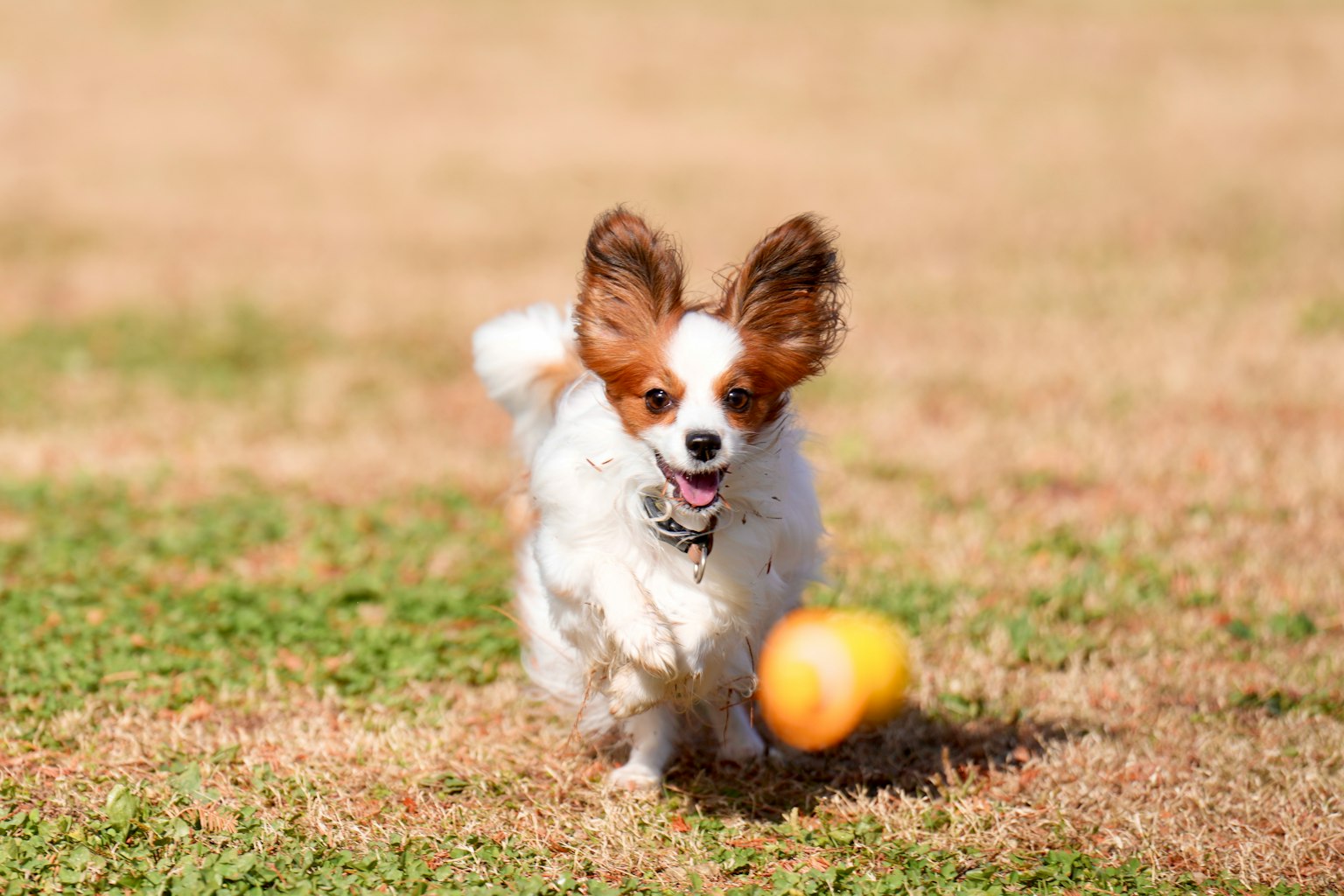Anjing Papillon mengejar bola di taman
