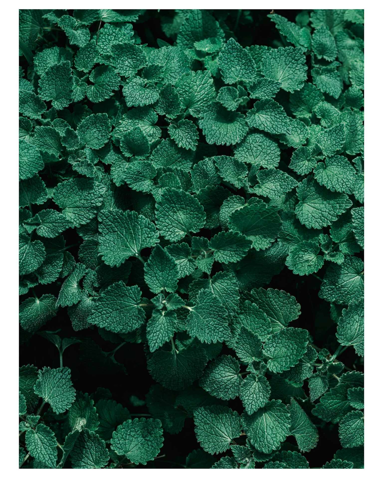 photo-k805rNMmKmk3Eoidkvbm-image