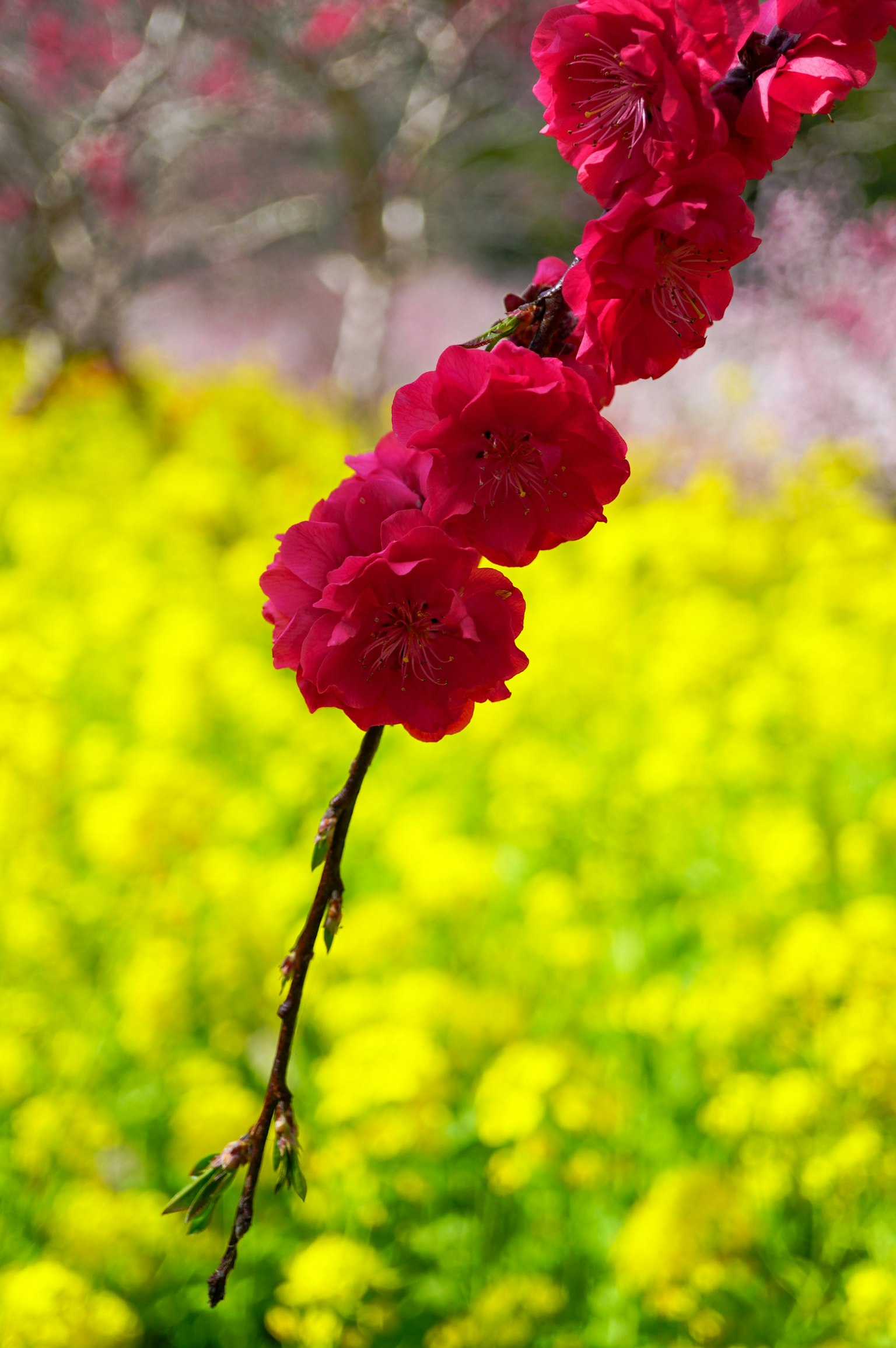Flores rojas vibrantes frente a un fondo amarillo
