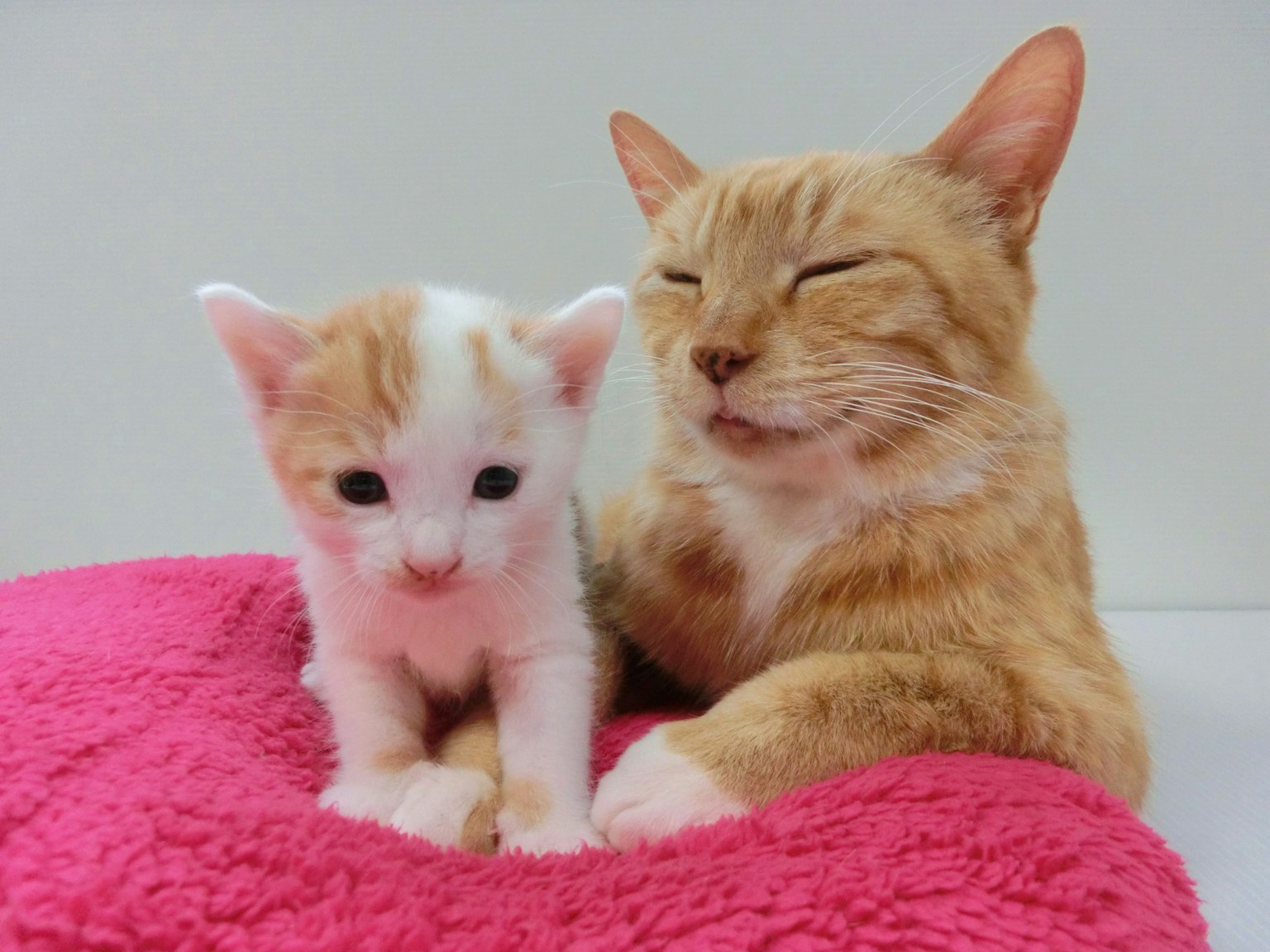 Orangene Katze und Kätzchen sitzen auf einem rosa Kissen